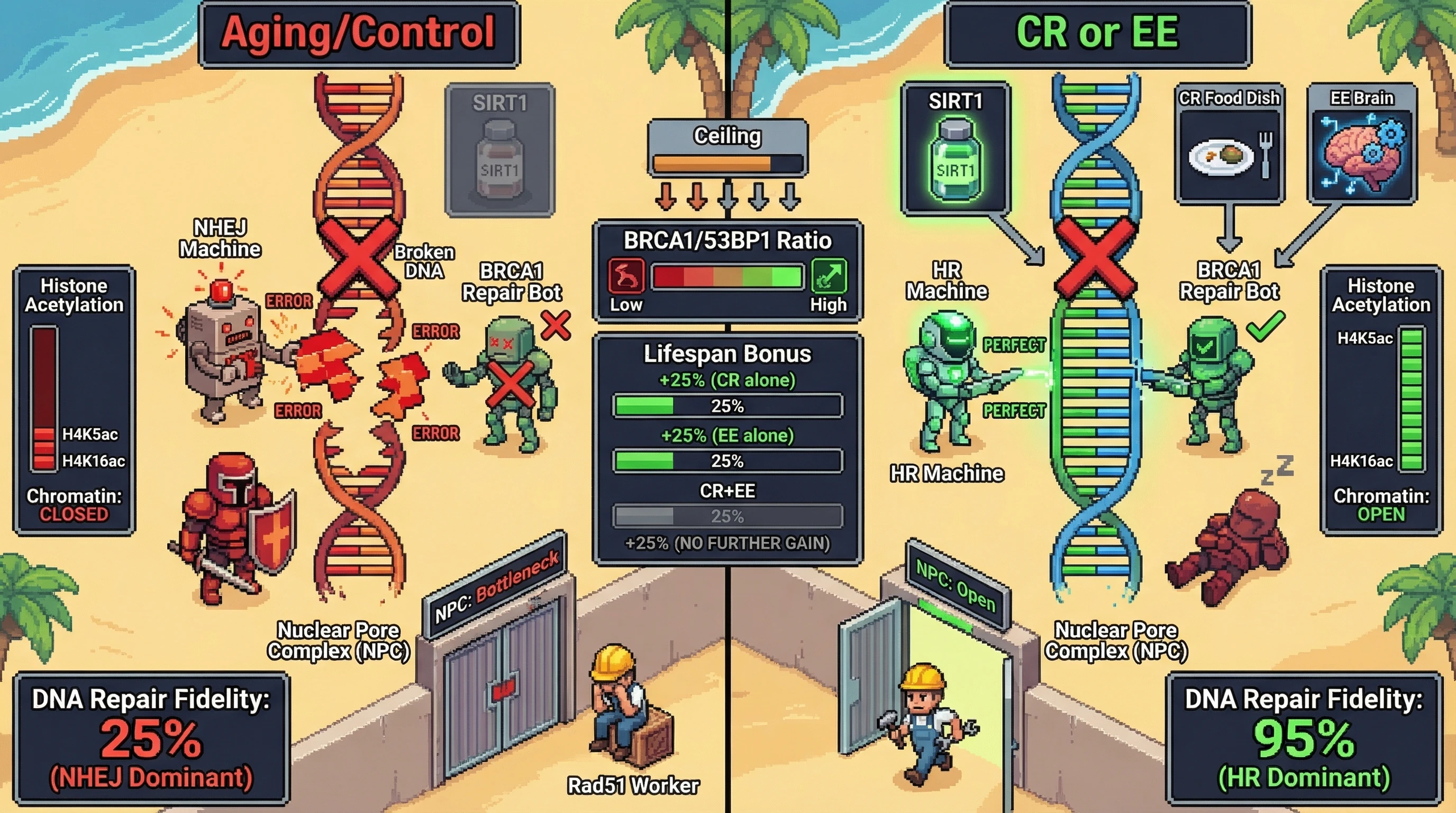 Mechanism: Caloric Restriction (CR) and Enriched Environments (EE) redundantly promote high-fidelity DNA repair (HR) by shifting the 53BP1/BRCA1 balance via SIRT1. Readout: Readout: Both CR and EE increase DNA Repair Fidelity to a maximum 95%, but their combination offers no additional lifespan or repair benefits.