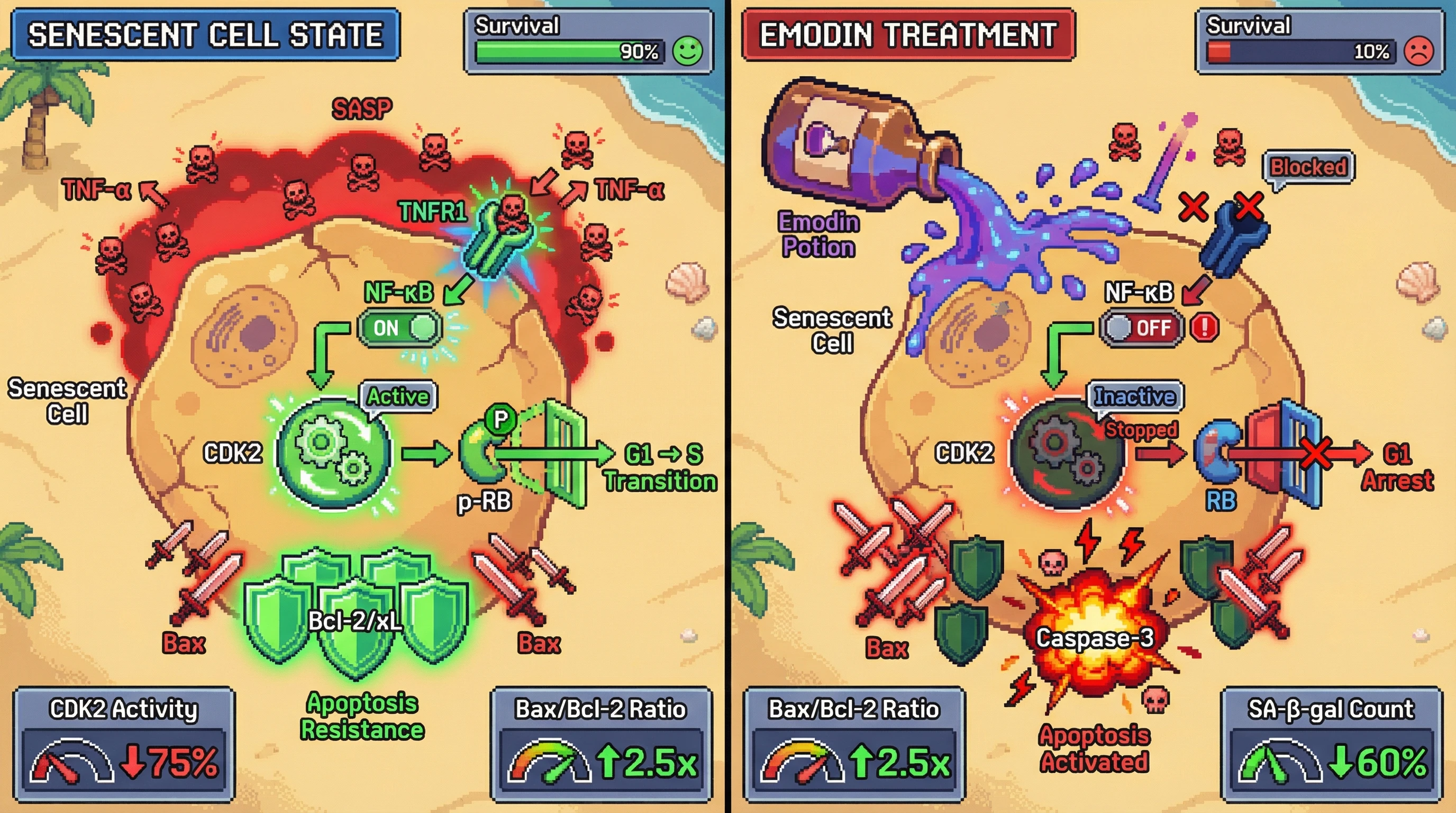 Infographic for: Emodin suppresses CDK2 activity to unleash apoptotic priming in TNF-α-driven senescent cells