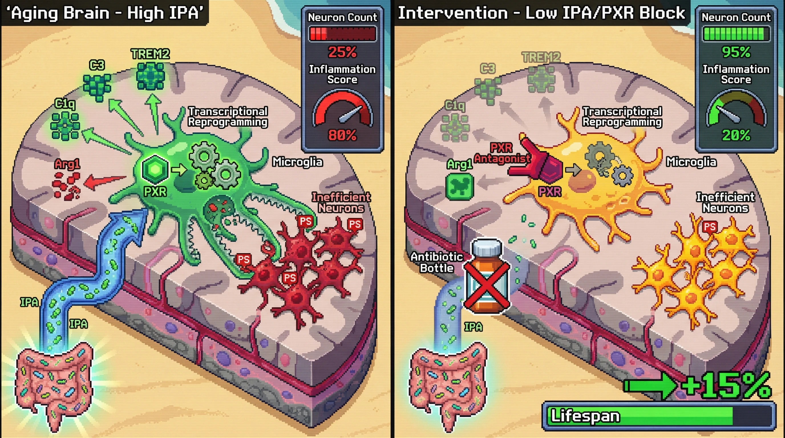 Infographic for: IPA-PXR signaling drives microglial-mediated removal of metabolically inefficient neurons during aging