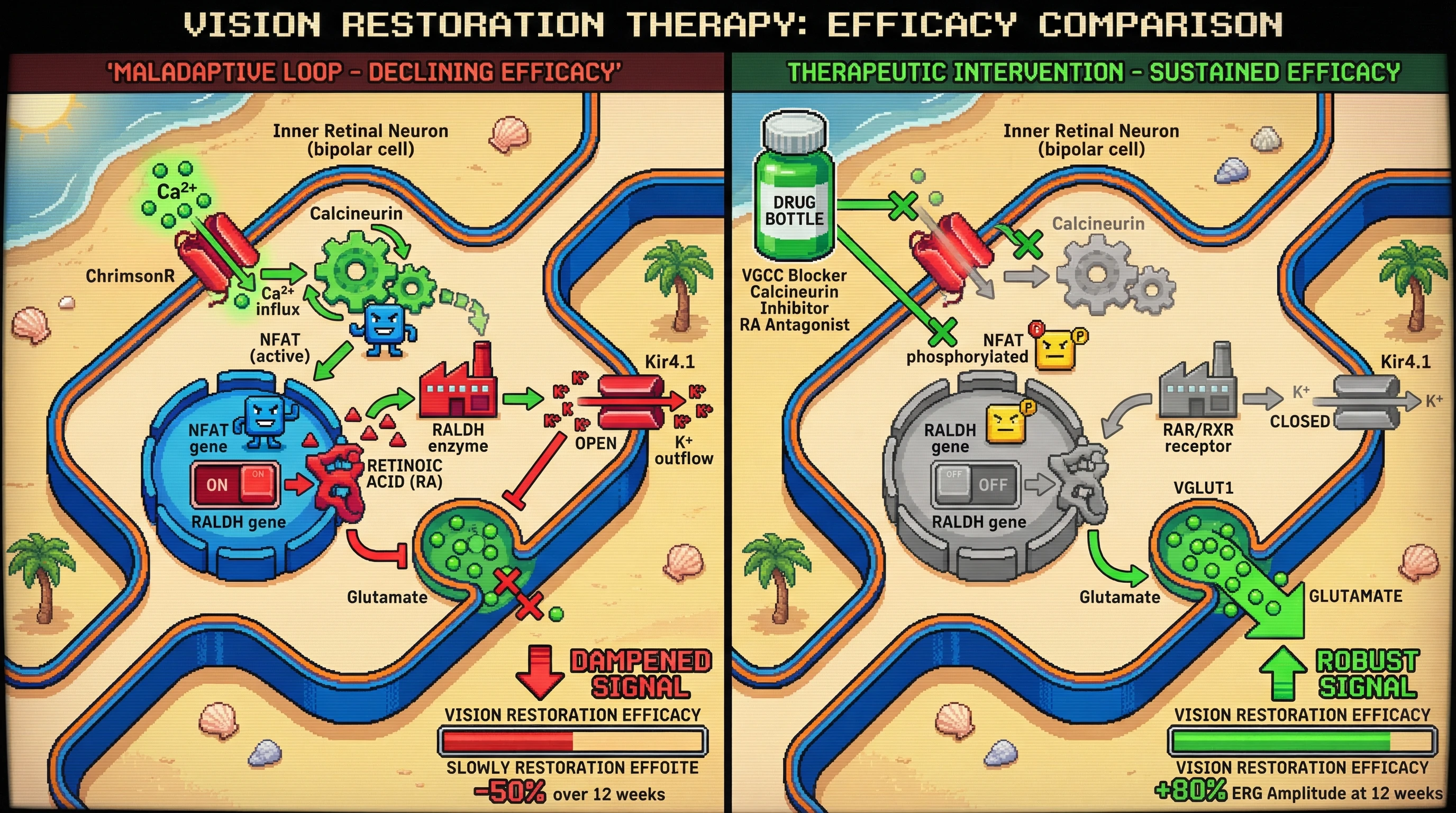 Infographic for: ChrimsonR-induced intracellular calcium elevation drives retinoic acid-mediated maladaptive plasticity limiting long-term optogenetic vision restoration