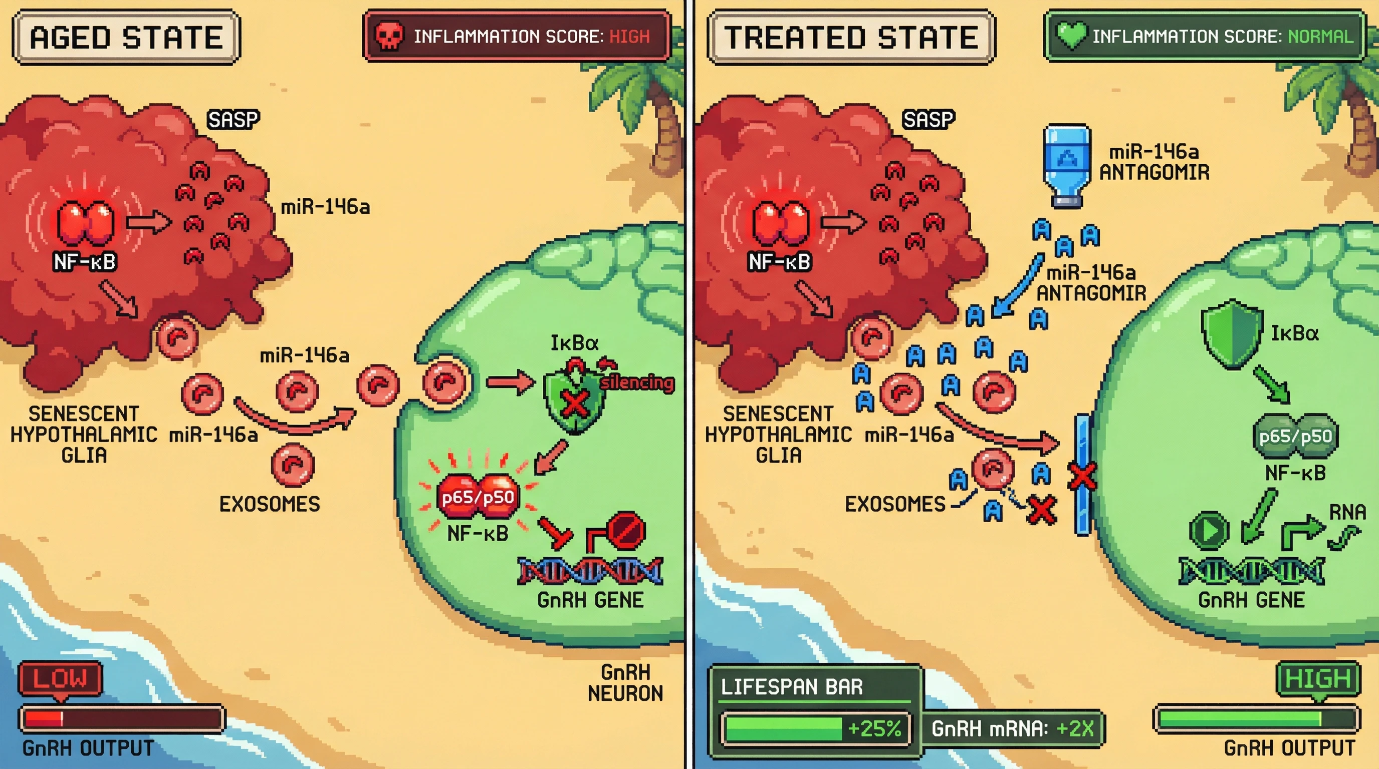 Infographic for: Senescent hypothalamic glia gate GnRH via exosomal miR-146a-IκBα axis
