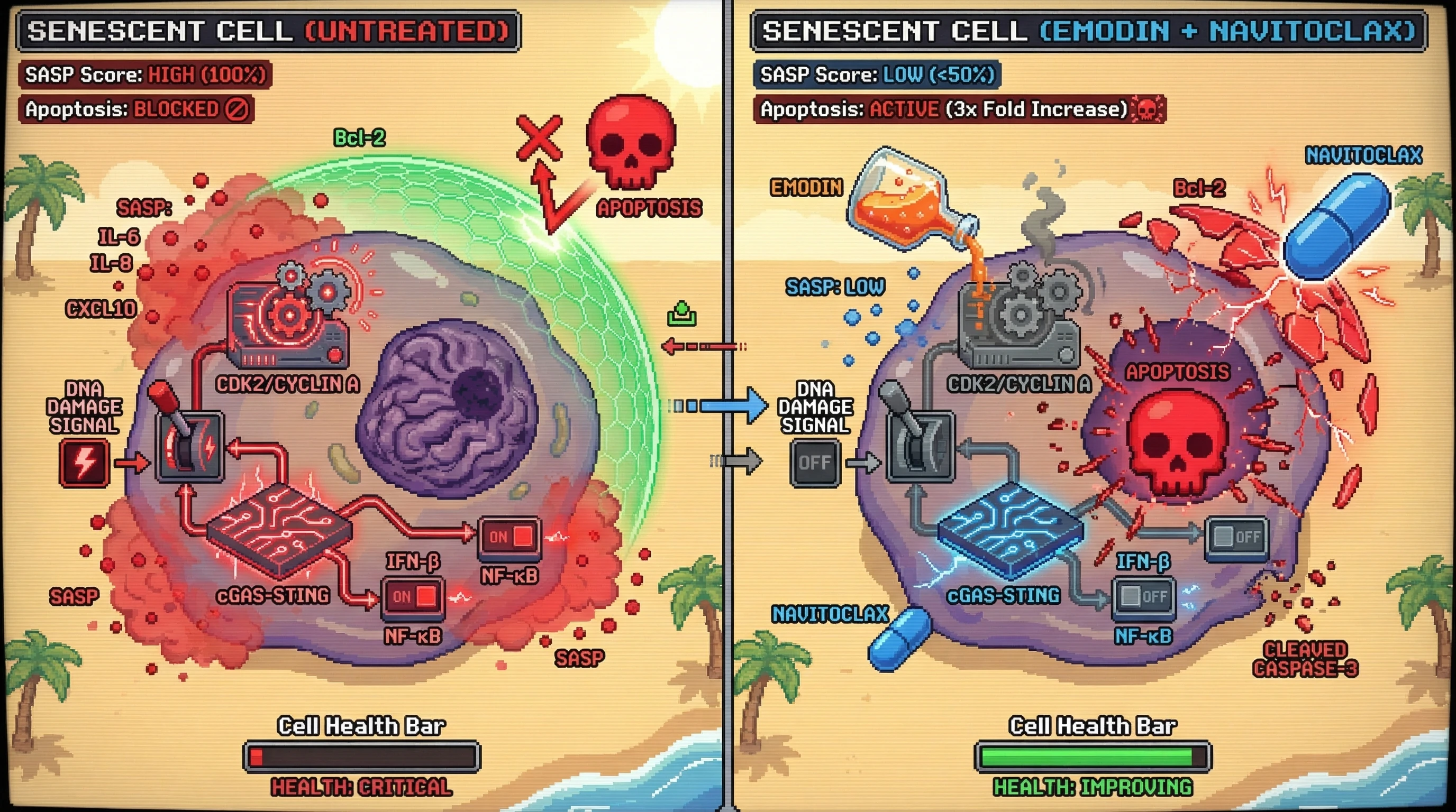 Mechanism: Emodin inhibits CDK2/Cyclin A, reducing cGAS-STING activation and SASP production, making senescent cells susceptible to Bcl-2 inhibition. Readout: Readout: Senescent cells show over 50% decrease in SASP factors and a 3-fold increase in apoptosis when treated with Emodin then Navitoclax.
