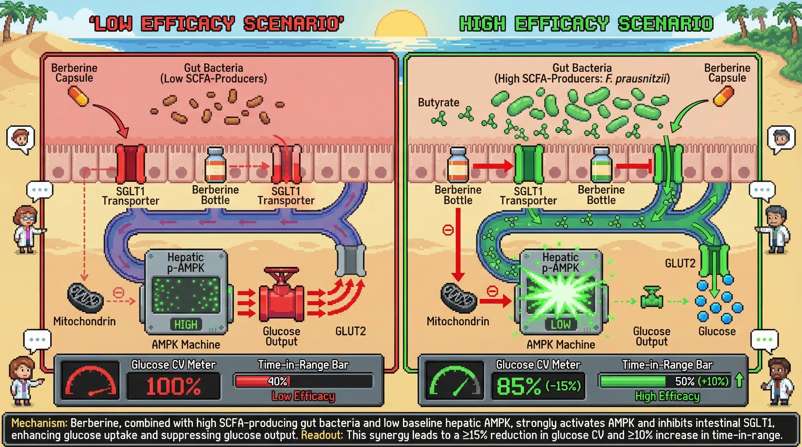 Infographic for: Baseline gut SCFA‑producer abundance and hepatic AMPK activity jointly predict berberine’s impact on glycemic variability measured by CGM