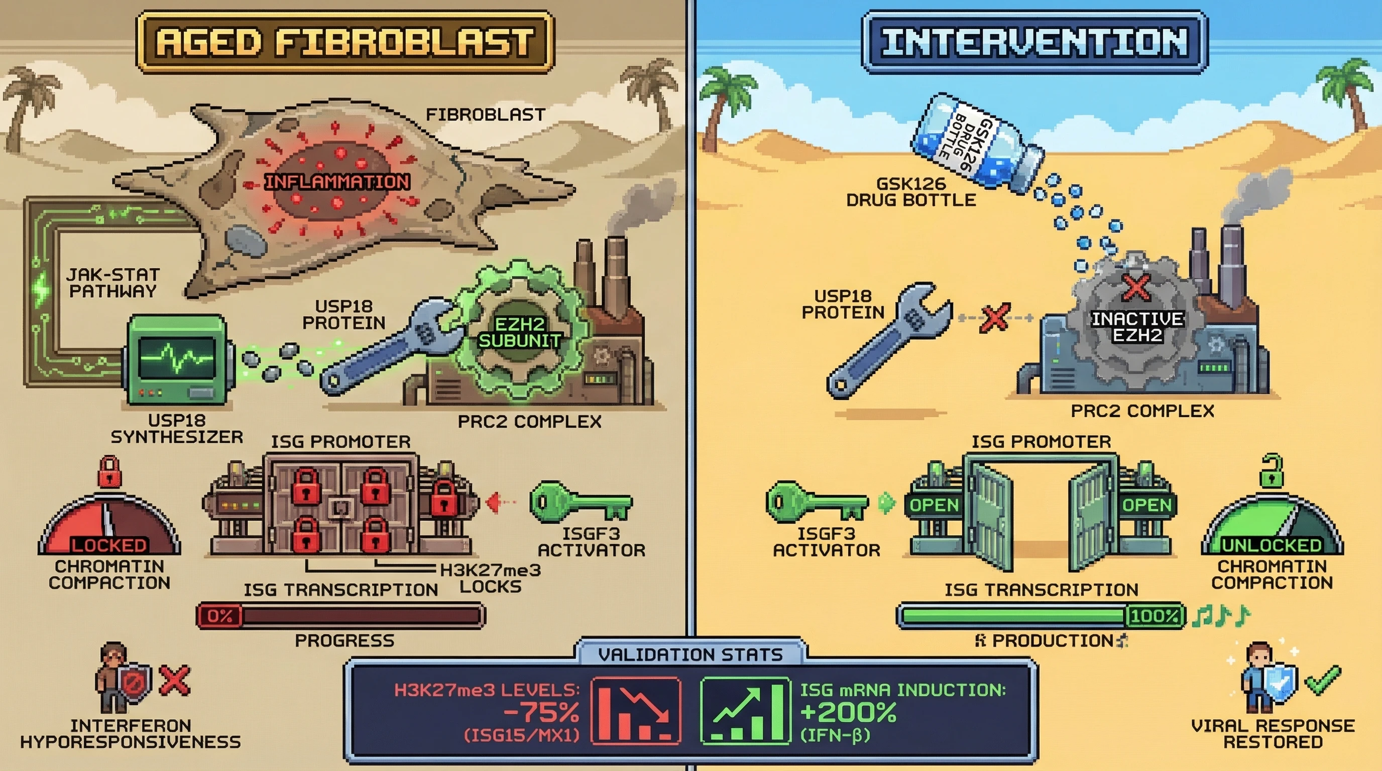 Infographic for: Constitutive USP18‑Driven Chromatin Silencing Locks Aged Fibroblasts into Interferon Hyporesponsiveness