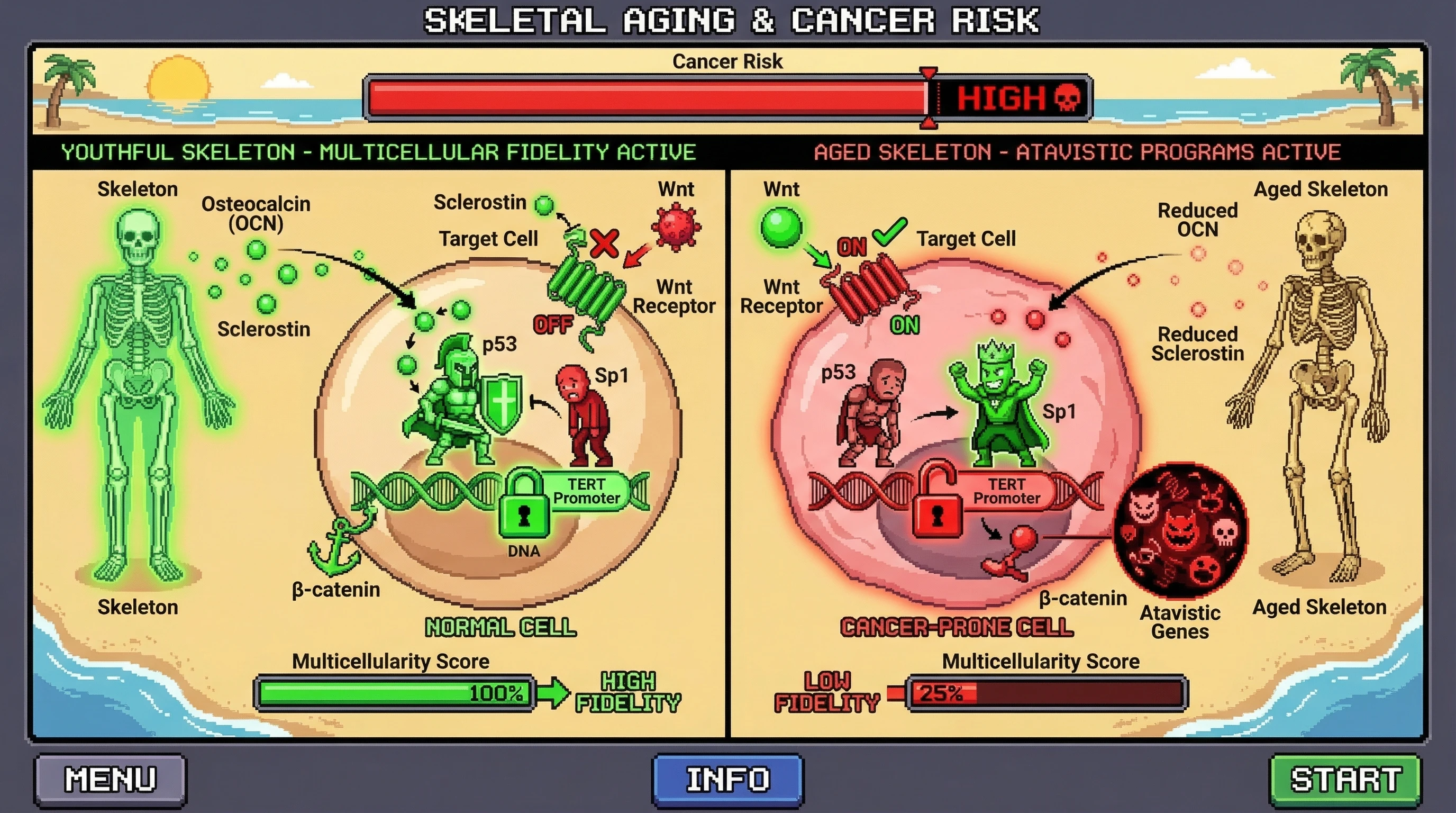 Mechanism: Bone-derived osteocalcin and sclerostin actively suppress cancer-promoting TERT and Wnt/β-catenin pathways in healthy cells. Readout: Readout: Age-related decline in these factors correlates with increased TERT activation, Wnt signaling, and higher cancer risk, as shown by the 'Multicellularity Score' and 'Cancer Risk' meters.
