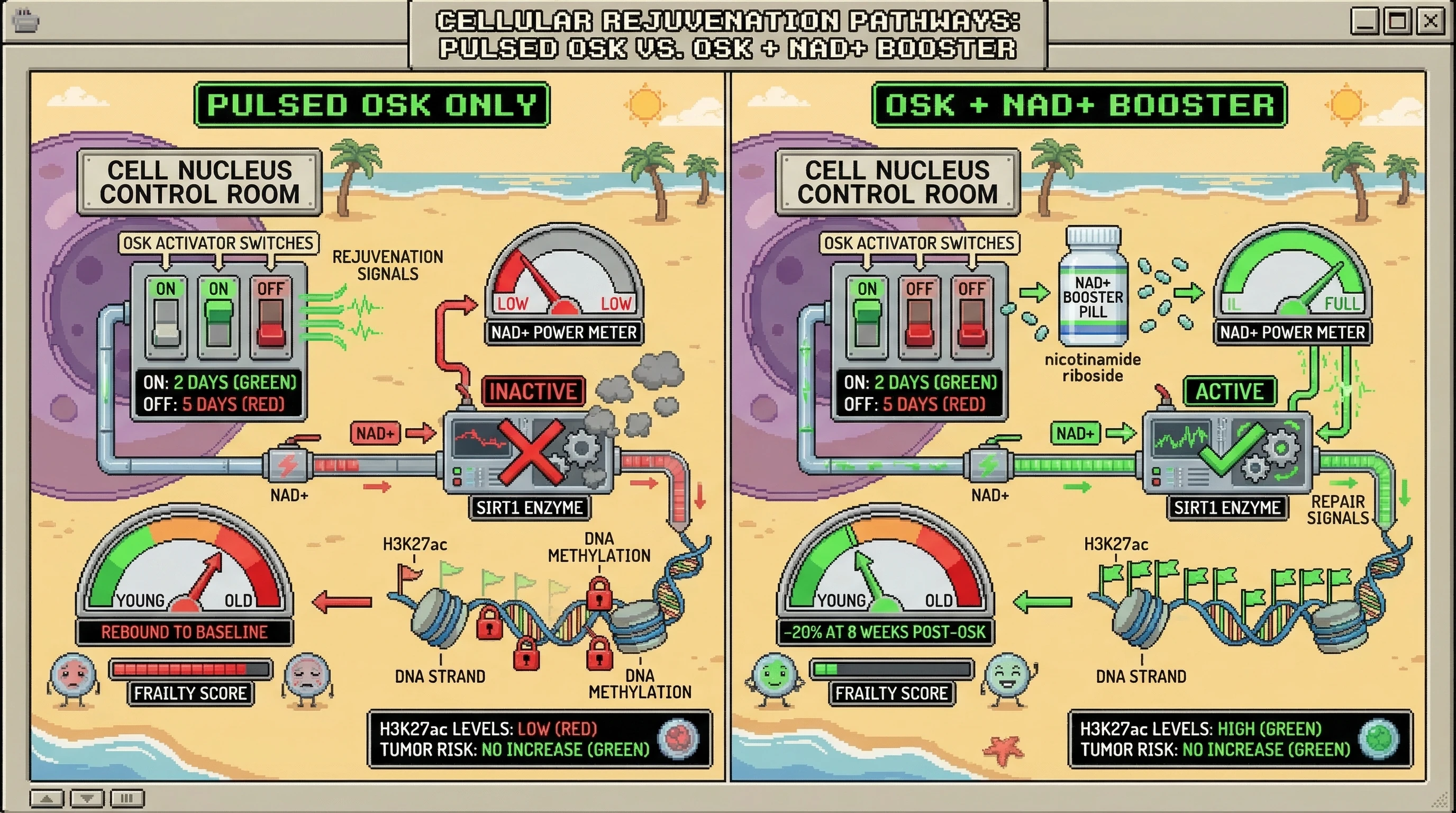 Infographic for: Intermittent NAD+ Boosting Stabilizes Epigenetic Rejuvenation Induced by Pulsed OSK by Preserving Histone Acetylation During Off Cycles