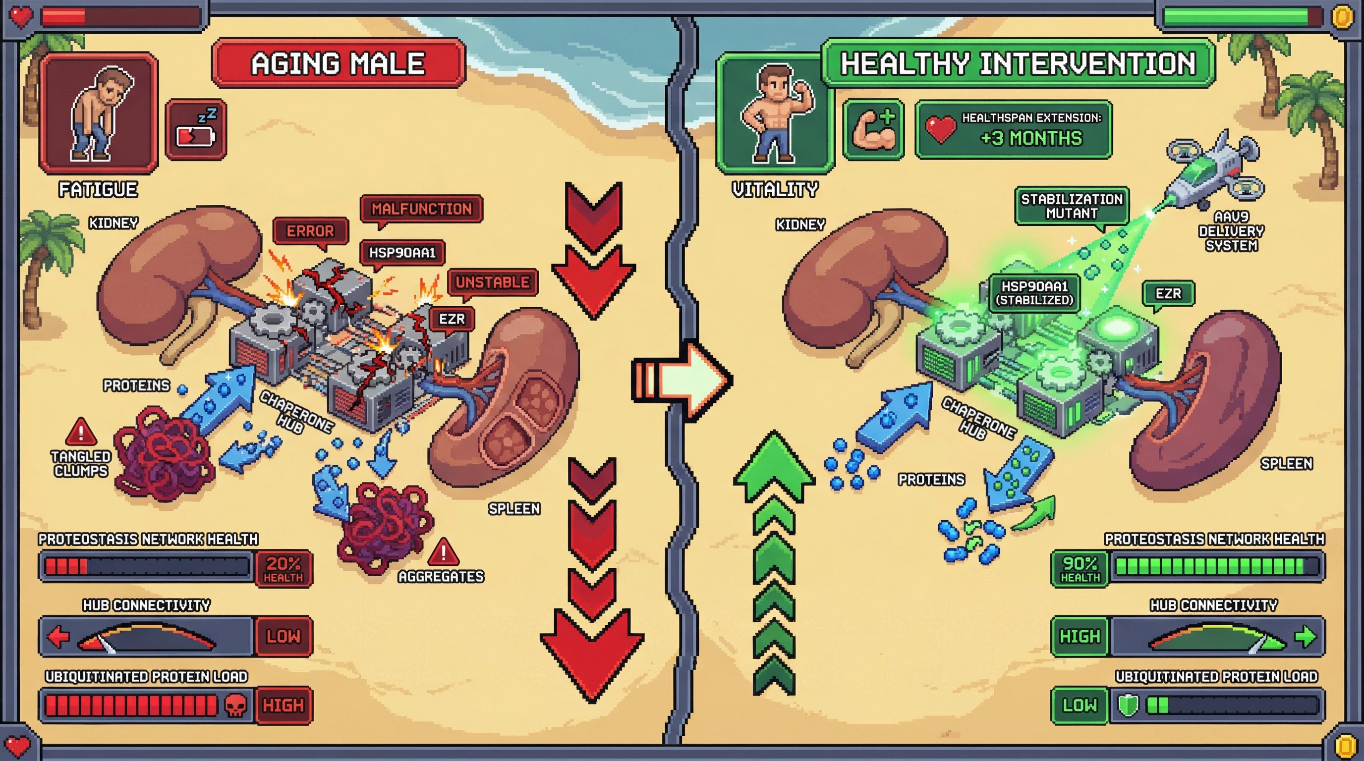 Infographic for: Sex‑Specific Early PPI Hub Disruption in Kidney and Spleen Drives Age‑Related Proteostasis Collapse
