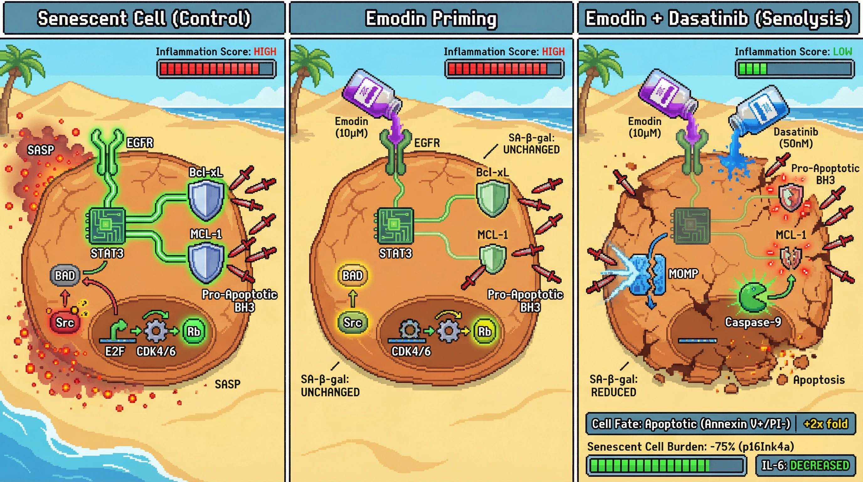 Infographic for: Emodin primes senescent cells for BCL-2 inhibitor–mediated senolysis via EGFR/STAT3–dependent downregulation of anti‑apoptotic Bcl‑xL and MCL‑1
