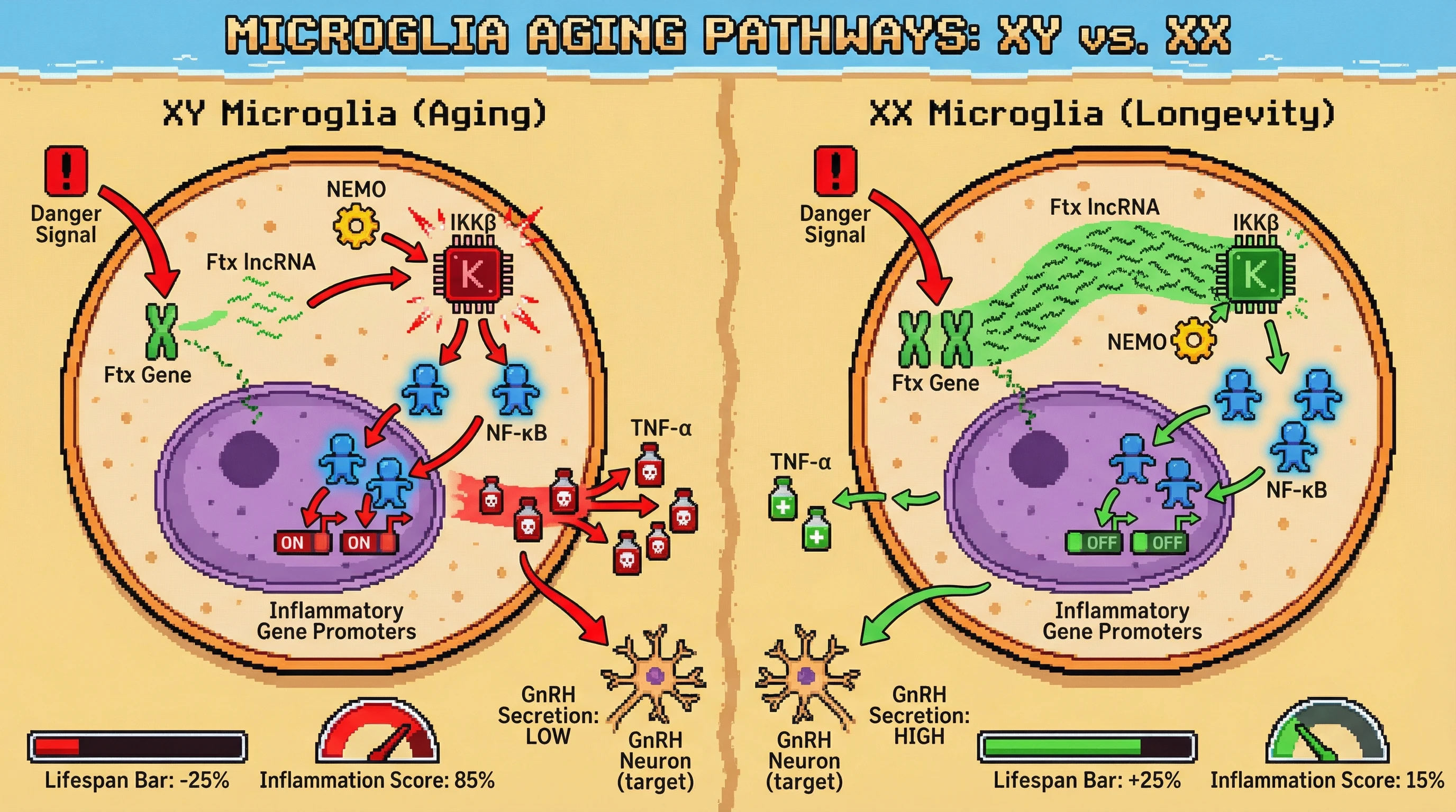 Mechanism: The X-linked Ftx lncRNA buffers IKKβ kinase activity in microglia, restricting NF-κB-driven inflammation. Readout: Readout: In XX individuals with higher Ftx dosage, TNF-α release decreases, GnRH secretion remains high, and lifespan is extended by 25% compared to XY individuals.