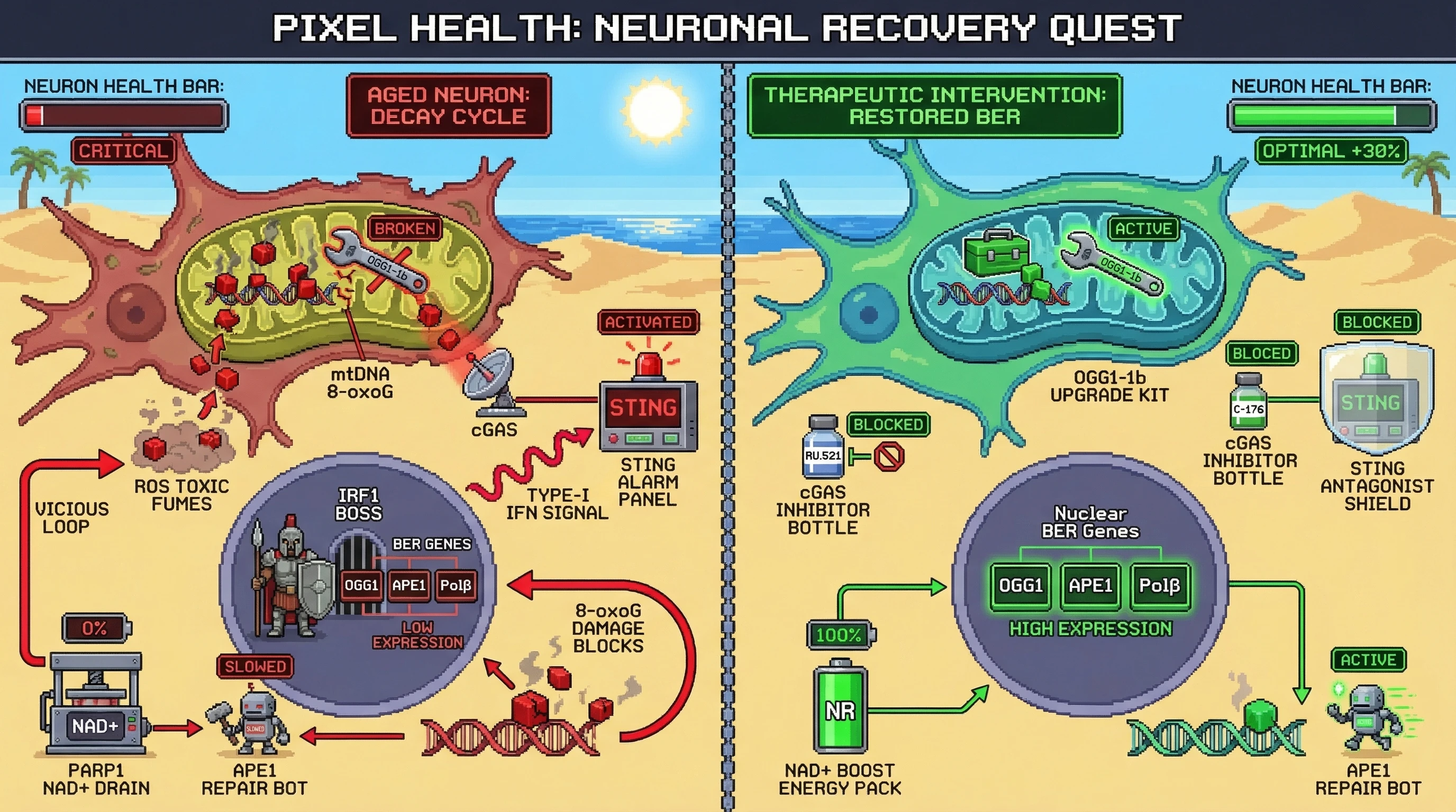 Infographic for: Mitochondrial 8‑oxoG–Driven Retrograde Suppression of Nuclear Base Excision Repair in Aging Neurons