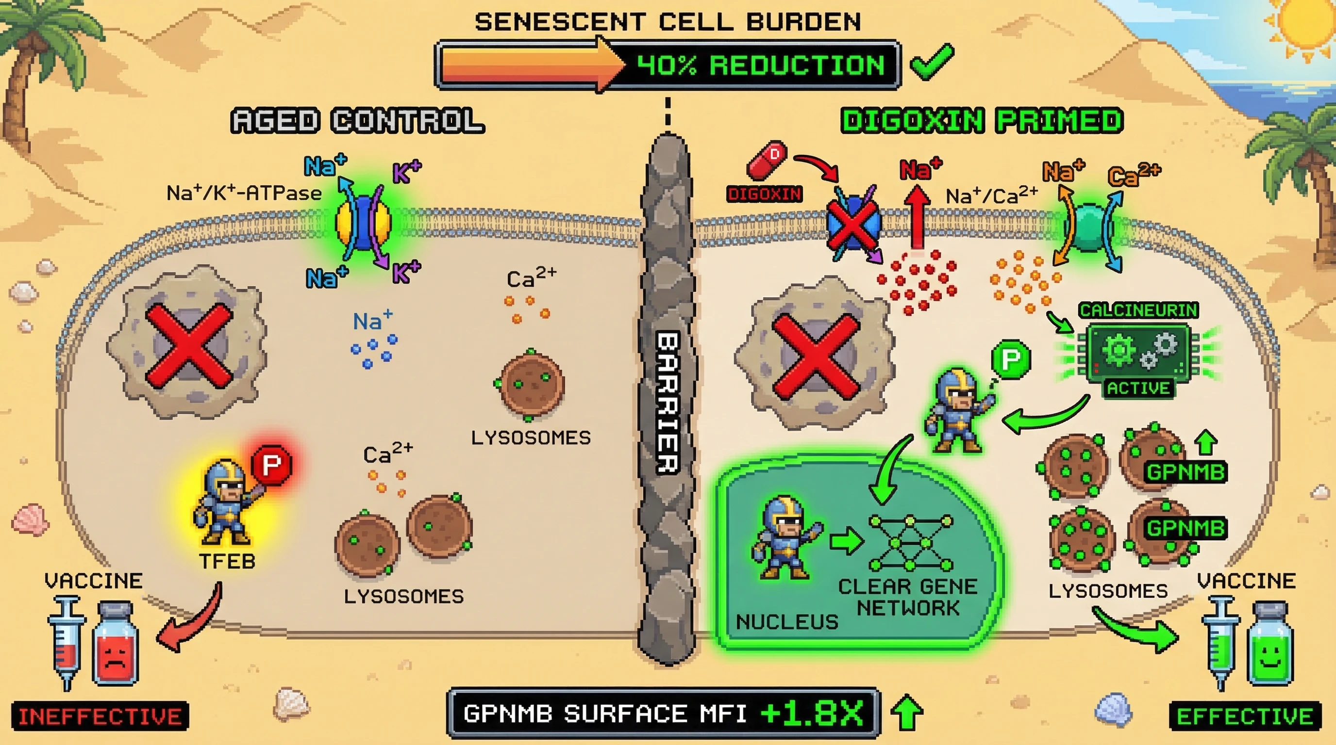 Infographic for: Sub-lethal digoxin exploits Na⁺/K⁺-ATPase inhibition to activate the TFEB→GPNMB lysosomal axis in apoptosis-resistant...