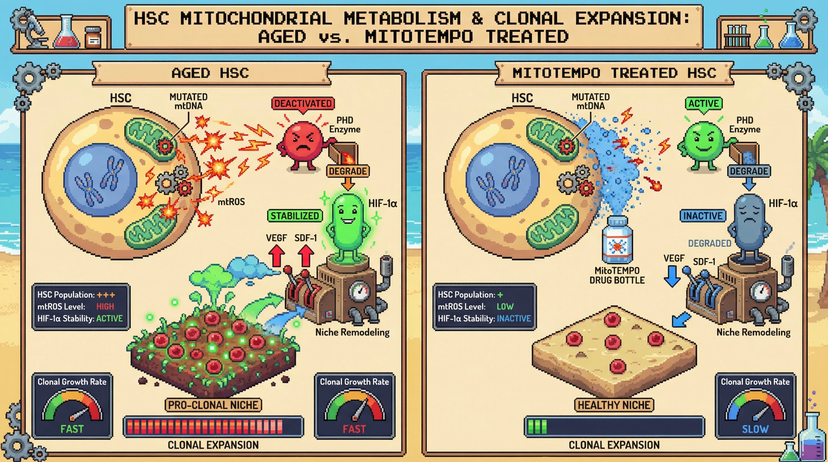 Infographic for: Clonal mtDNA Mutations Remodel the Hematopoietic Niche via ROS‑HIF‑1α Signaling