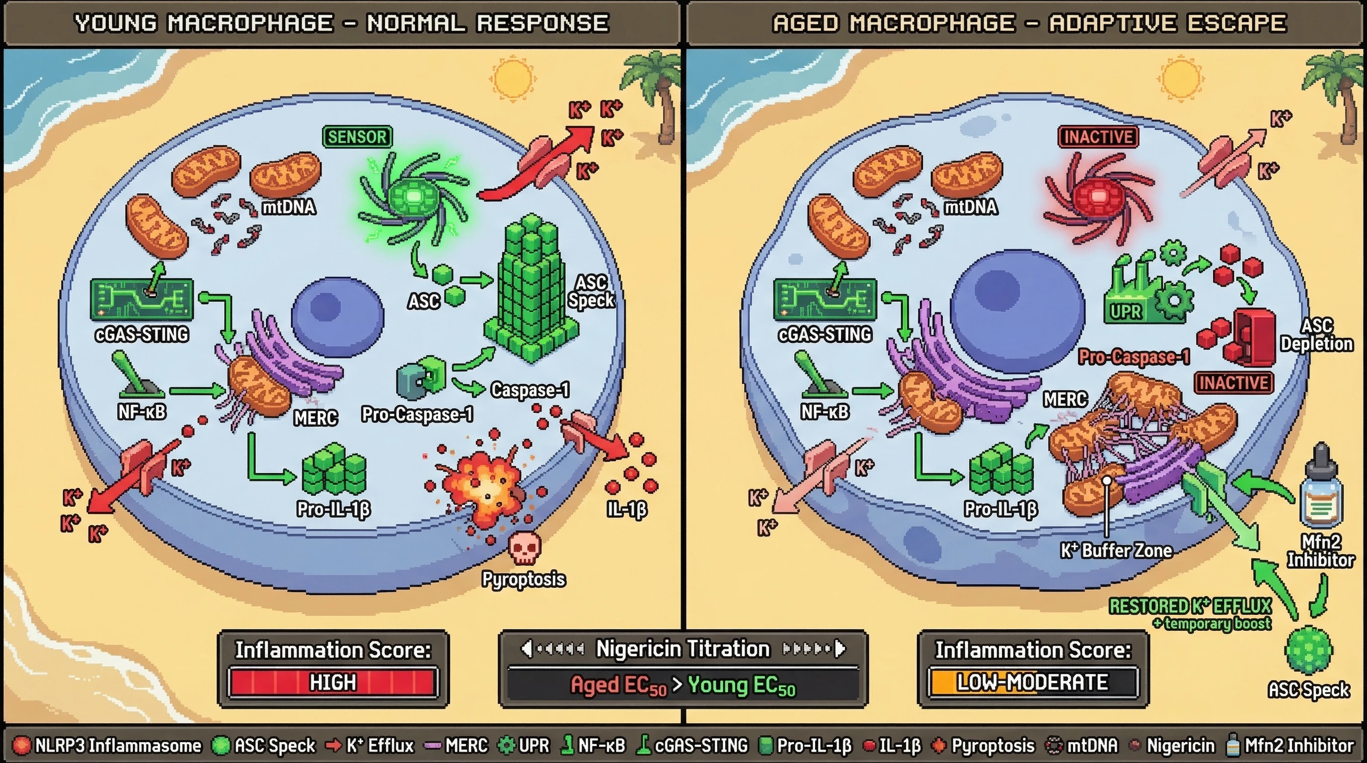 Mechanism: In aged macrophages, expanded Mitochondria-ER Contact Sites (MERCs) buffer K⁺ ions, preventing NLRP3 inflammasome activation despite chronic priming. Readout: Readout: This leads to ASC depletion via UPR, inhibiting IL-1β release and pyroptosis, which can be overcome by MERC disruption or higher K⁺ ionophore doses.