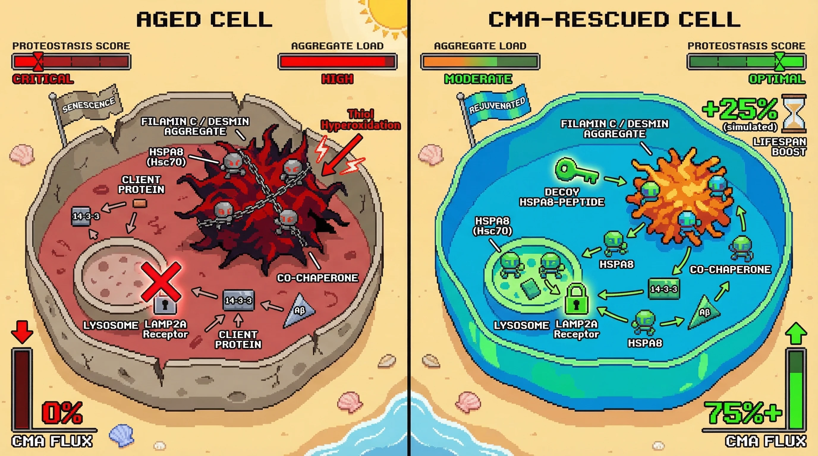 Mechanism: In aged cells, cytoskeletal aggregates sequester HSPA8, blocking CMA at the lysosomal membrane and leading to proteostasis collapse. Readout: Readout: A decoy peptide intervention restores CMA flux, reduces aggregate load, and boosts simulated lifespan by 25%.