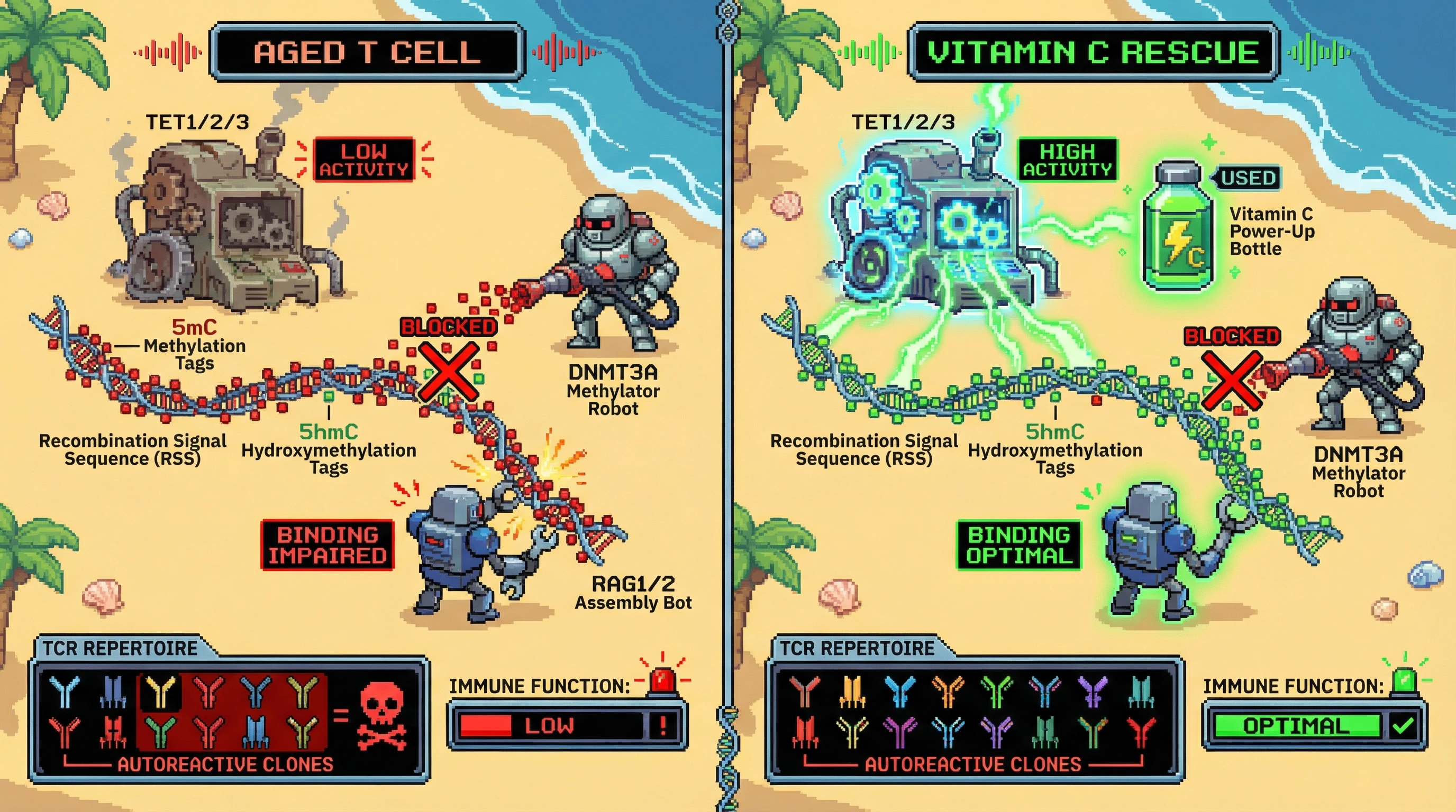 Infographic for: TET‑dependent 5hmC safeguards V(D)J recombination fidelity by blocking DNMT3A‑mediated methylation of recombination signal sequences in aging T cells
