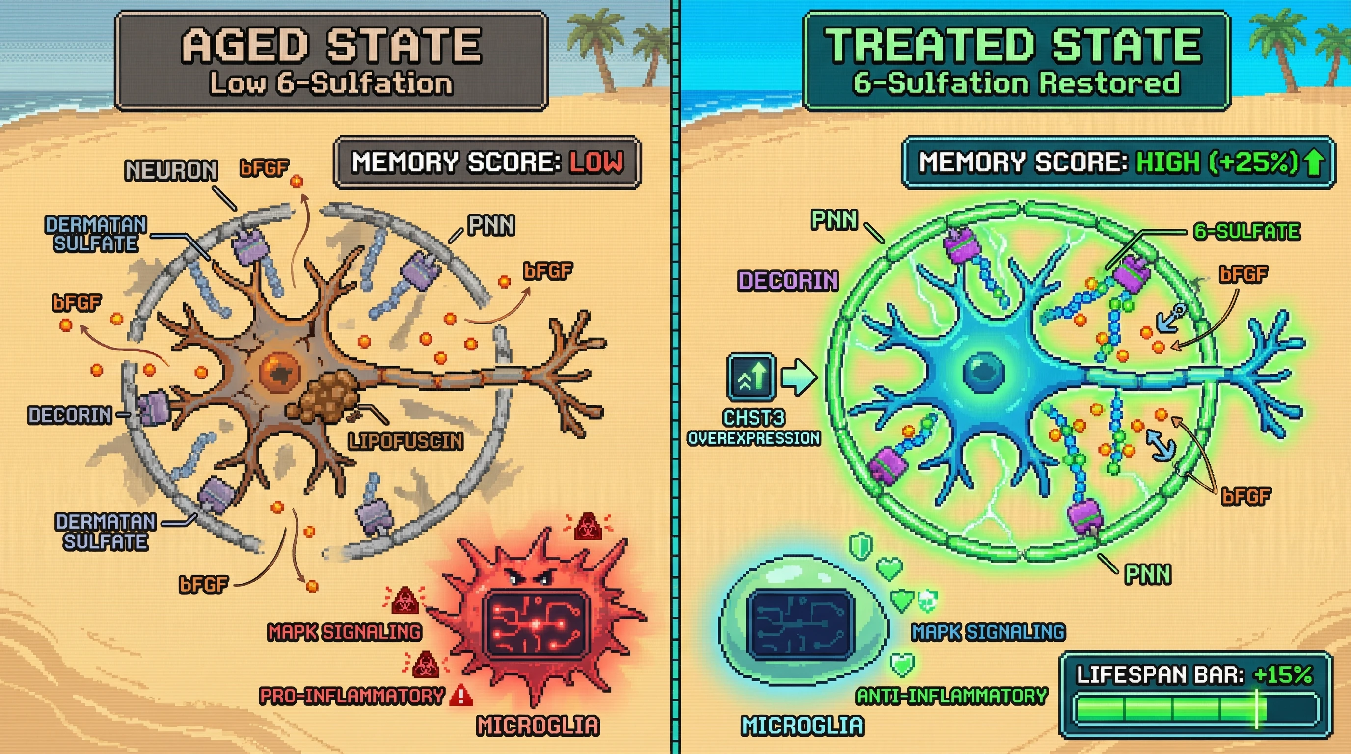 Infographic for: Hypothesis: Age‑Related Loss of 6‑Sulfated Dermatan Sulfate on Decorin Undermines Perineuronal Net Neuroprotection by Dysregulating Growth‑Factor Sequestration and Microglial Activation