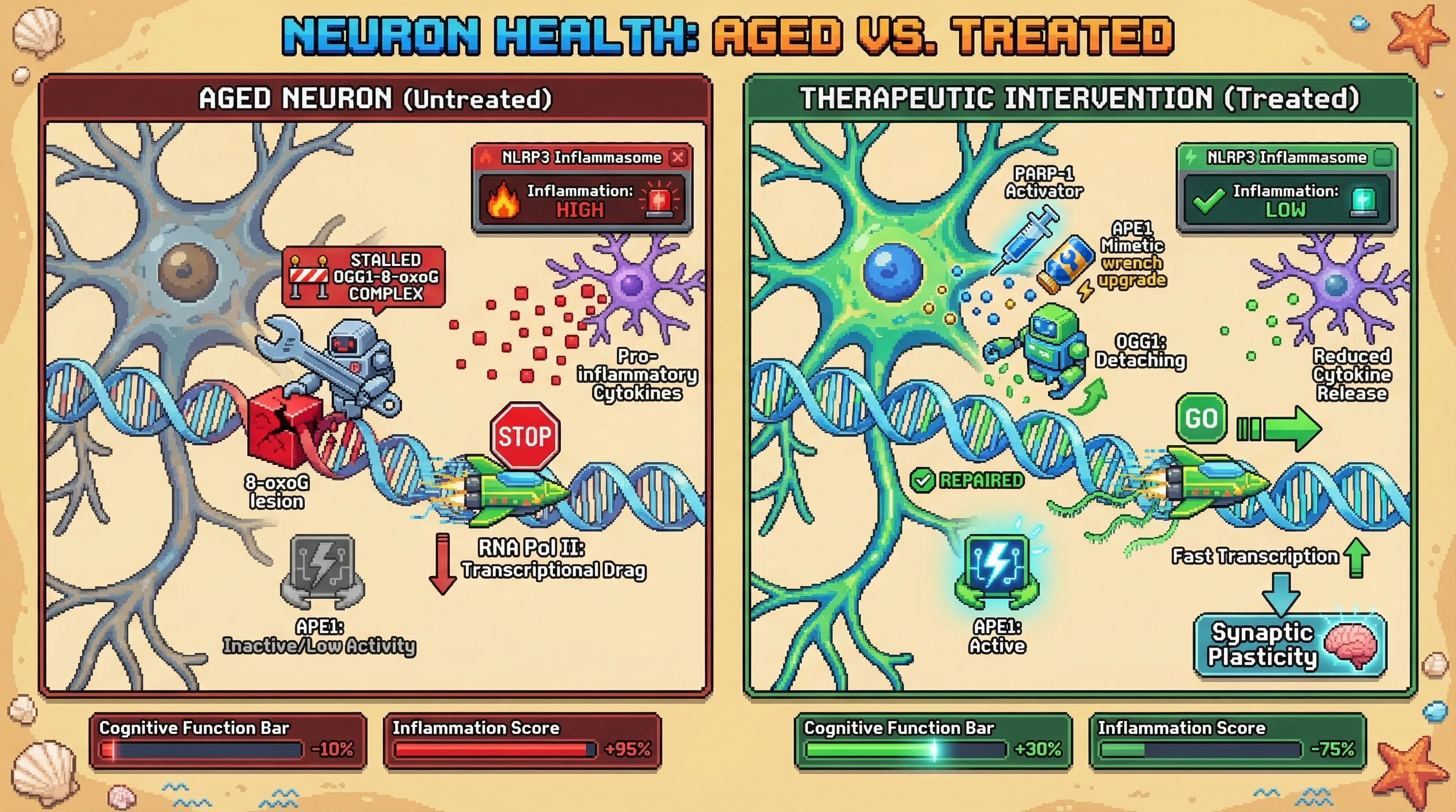 Mechanism: In aging neurons, OGG1-8-oxoG complexes become stalled at gene promoters due to reduced APE1 activity, physically blocking RNA Polymerase II and causing 'Transcriptional Drag'. Readout: Readout: Therapeutic intervention with PARP-1 activators or APE1 mimetics clears these roadblocks, restoring fast transcription, decreasing inflammation by 75%, and increasing cognitive function by 30%.
