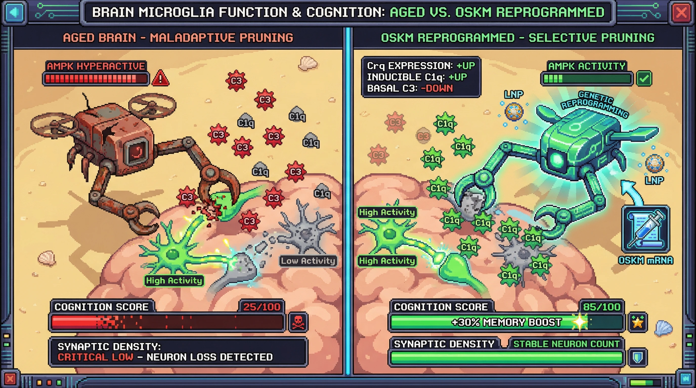 Infographic for: Transient OSKM Reprogramming Restores Developmental‑Like Synapse Pruning Selectivity in the Aging Brain