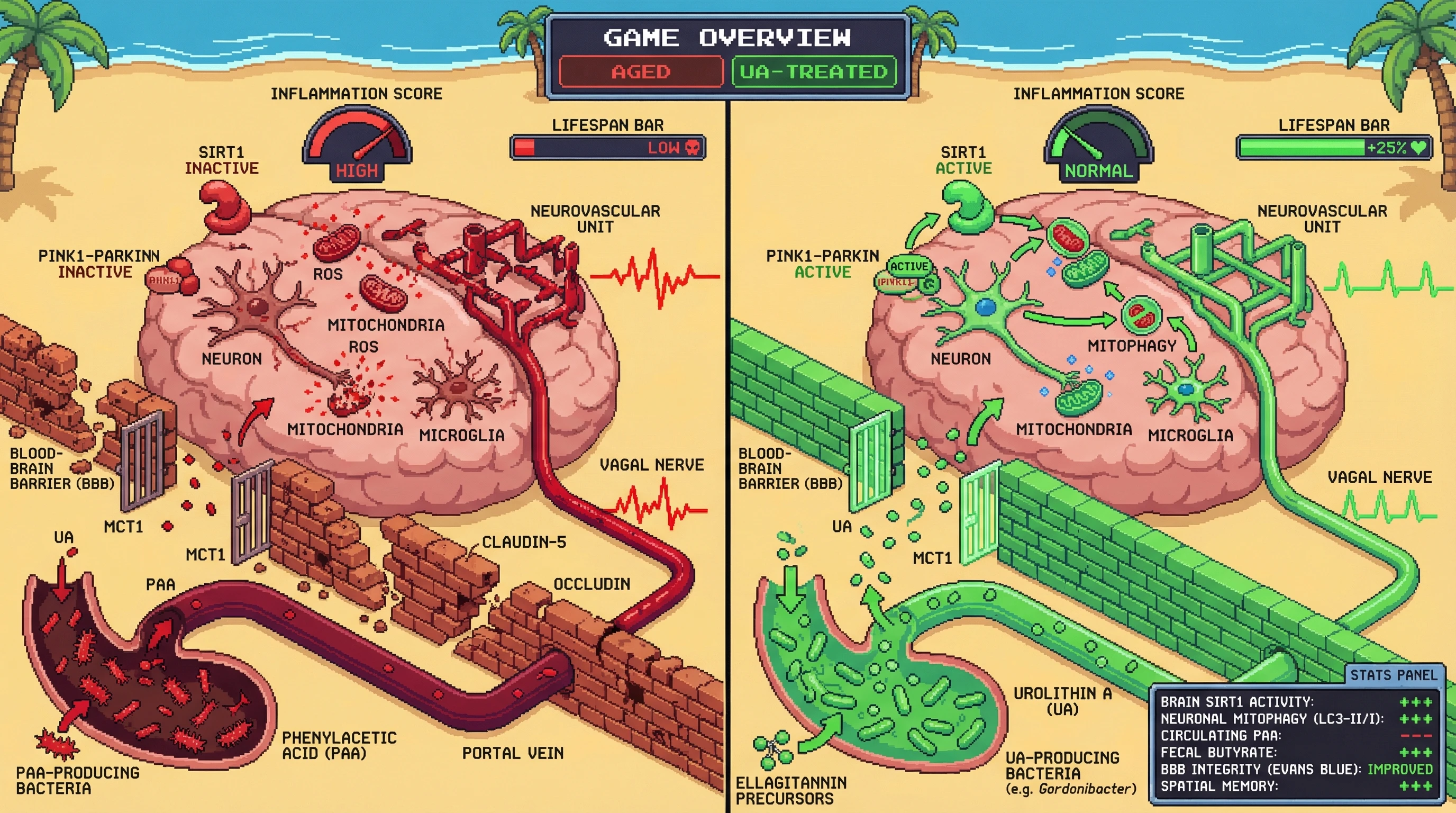 Mechanism: Oral Urolithin A (UA), produced by gut bacteria, crosses the blood-brain barrier via MCT1 and activates SIRT1-PINK1-Parkin mitophagy in brain cells, while also reducing harmful circulating PAA. Readout: Readout: This leads to improved BBB integrity, reduced brain inflammation, enhanced spatial memory, and an observed increase in lifespan.