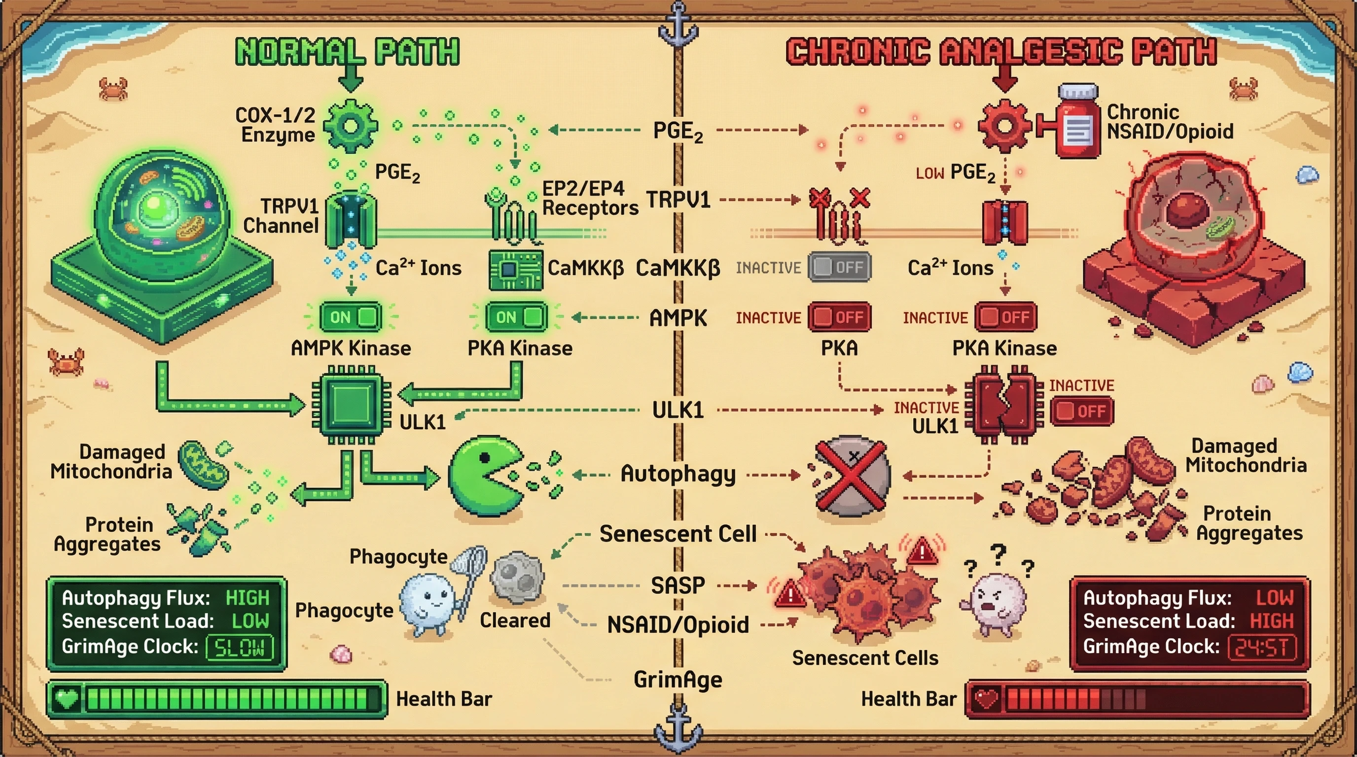 Infographic for: Chronic COX inhibition blunts prostaglandin‑TRPV1 calcium signaling, suppressing AMPK‑ULK1 autophagic flux and senescent cell clearance, thereby accelerating biological aging