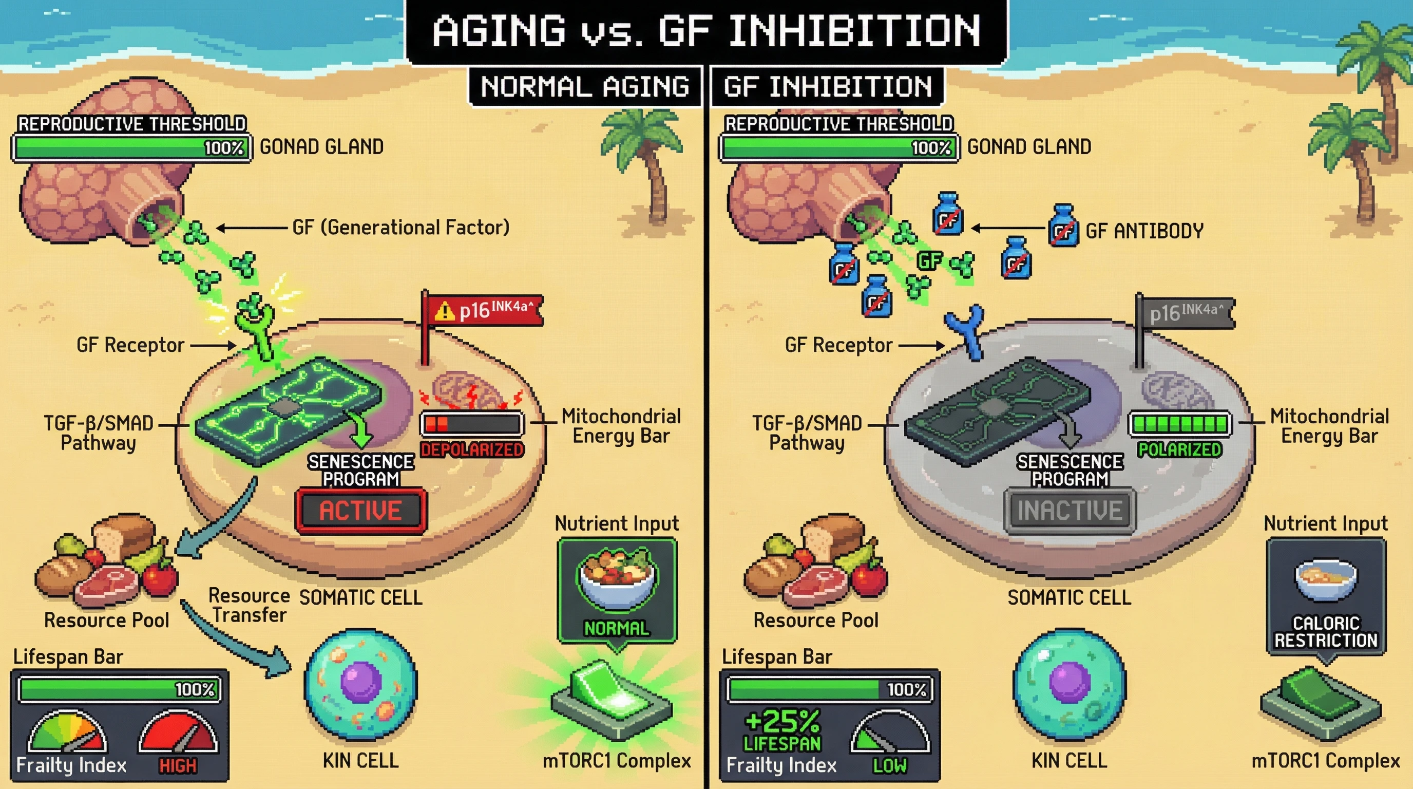 Infographic for: A Generational Clock Hypothesis: Programmed Aging as an Adaptive Mechanism for Kin Selection