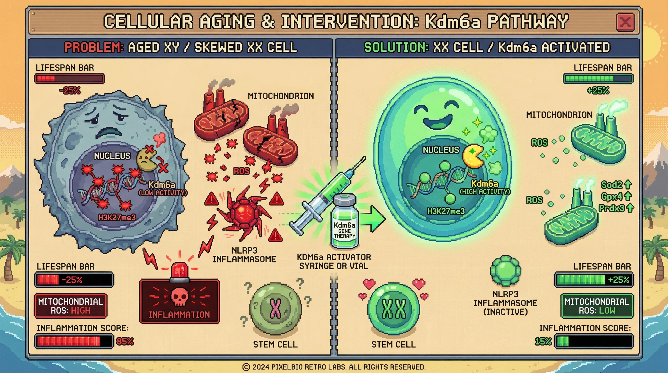 Mechanism: Higher Kdm6a dosage in XX cells or Kdm6a activation demethylates H3K27me3 at antioxidant gene promoters, reducing mitochondrial ROS and NLRP3 inflammasome activation. Readout: Readout: This process preserves stem cell function, decreases inflammation, and extends lifespan by 25%.