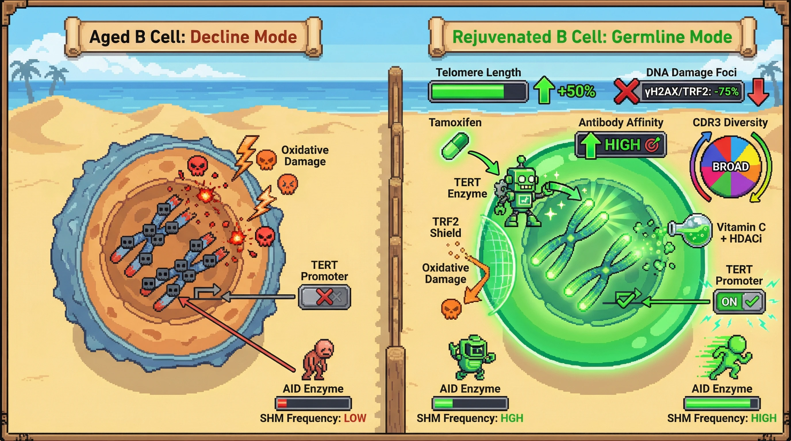 Infographic for: Germline‑inspired telomere maintenance and epigenetic reset can rescue age‑associated decline in B cell somatic hypermutation