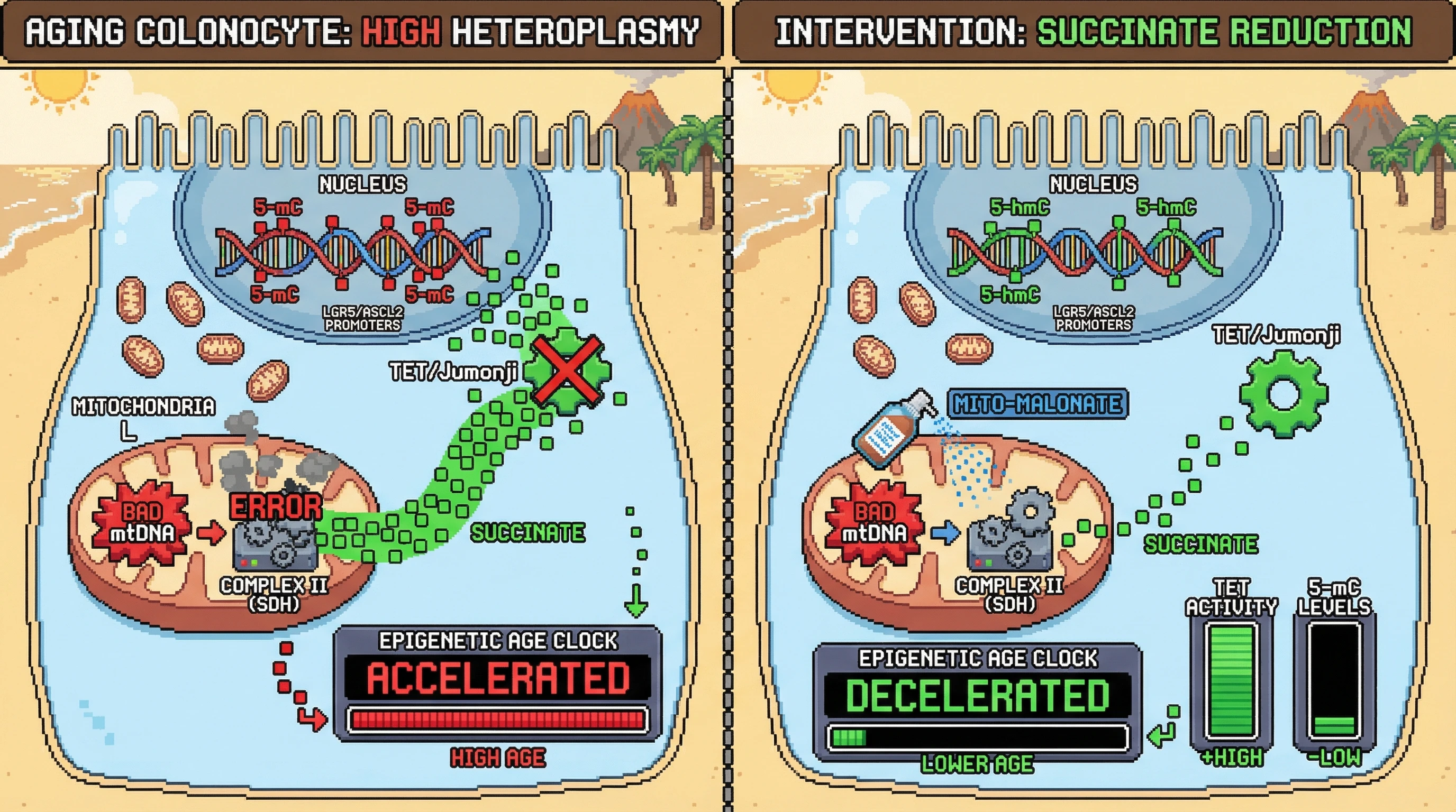 Mechanism: High mitochondrial DNA heteroplasmy leads to succinate accumulation, which inhibits TET/Jumonji enzymes, causing hypermethylation of nuclear stem cell gene promoters. Readout: Readout: Pharmacological reduction of succinate restores TET activity, reduces 5-mC levels, and decelerates the colonic epigenetic age clock.