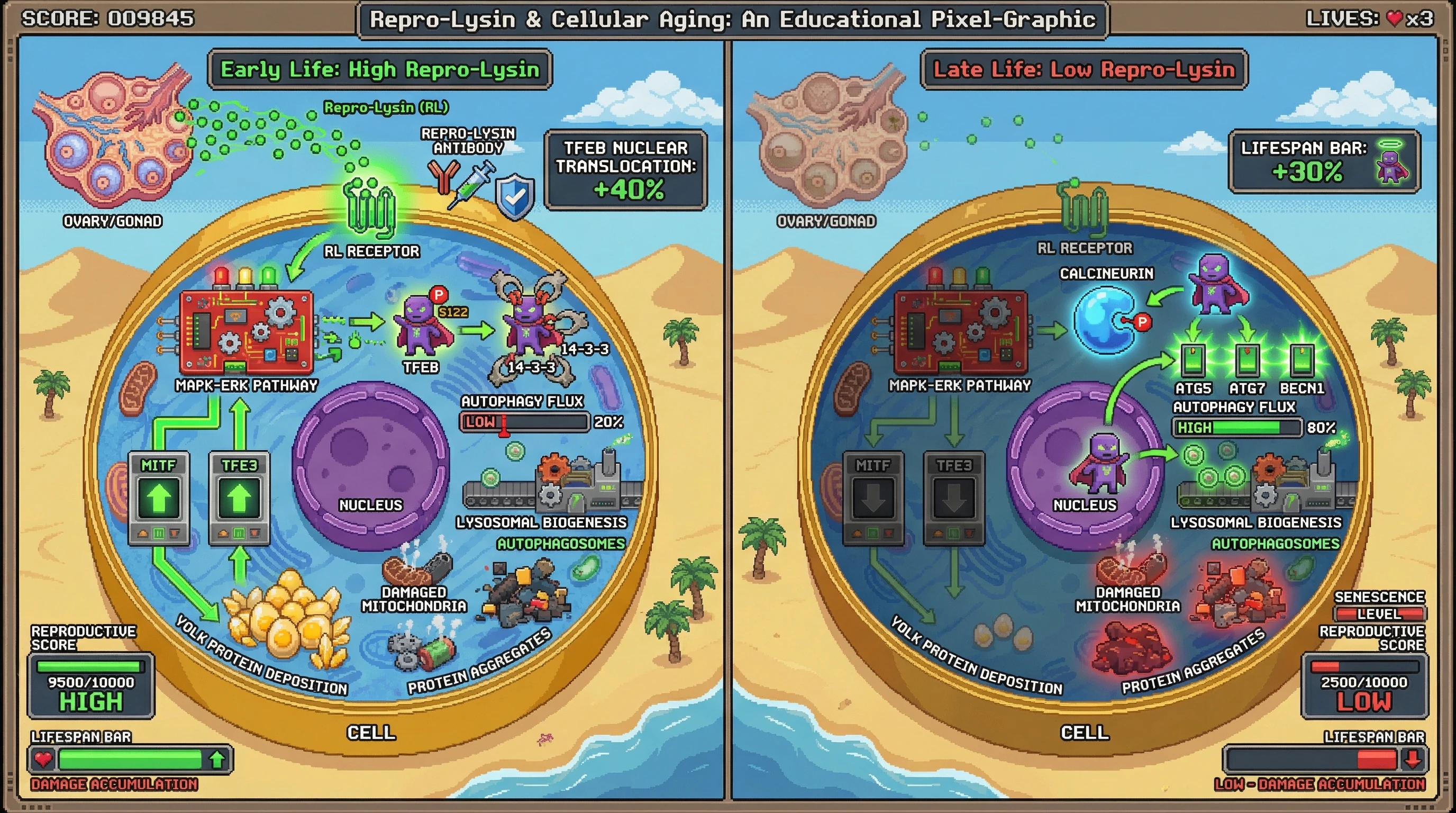 Infographic for: Reproductive Gonad-Derived Signal Programs TFEB Cytoplasmic Retention to Trade Early-Life Vitellogenesis for Late-Life Autophagy Decline