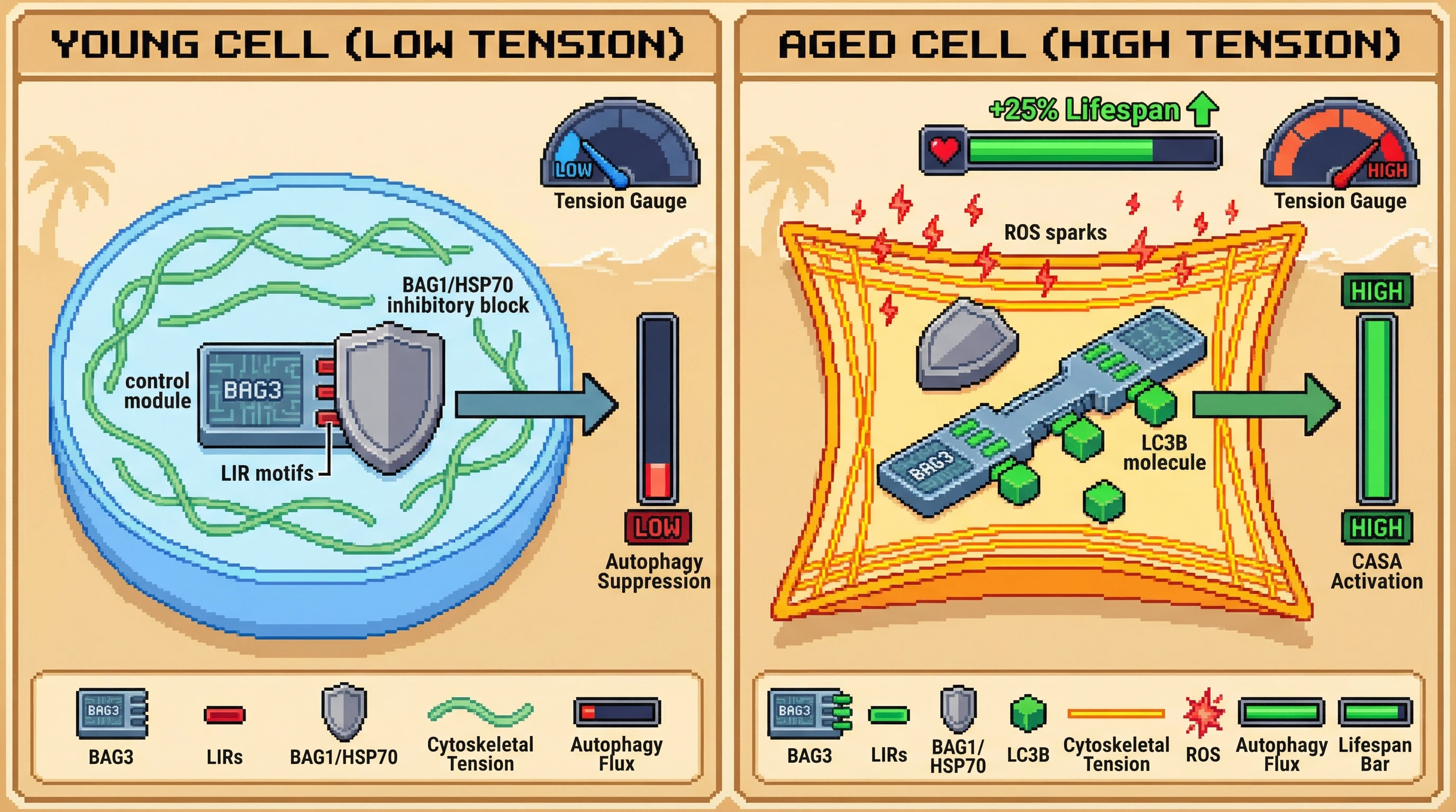 Infographic for: Tension‑gated LIR exposure in BAG3 determines the age‑dependent switch from autophagy suppression to activation