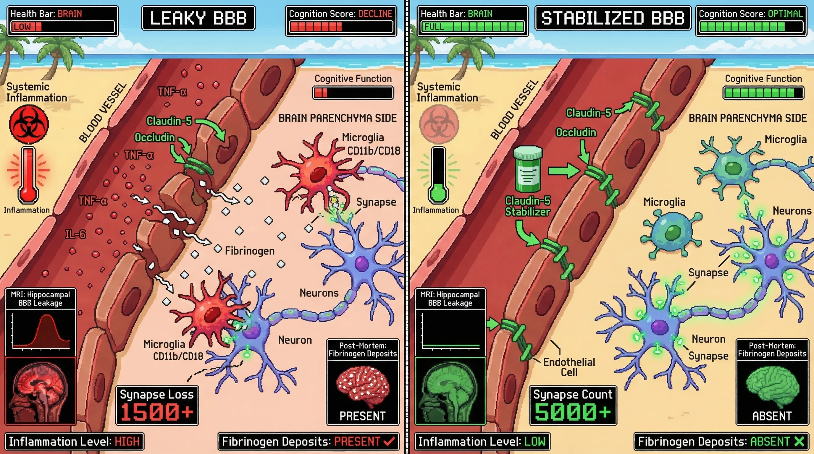 Mechanism: Systemic inflammation causes tight junction proteins to internalize, leading to a leaky Blood-Brain Barrier and fibrinogen infiltration that triggers microglial synaptic pruning. Readout: Readout: This process results in synapse loss and cognitive decline, which can be mitigated by BBB stabilization.