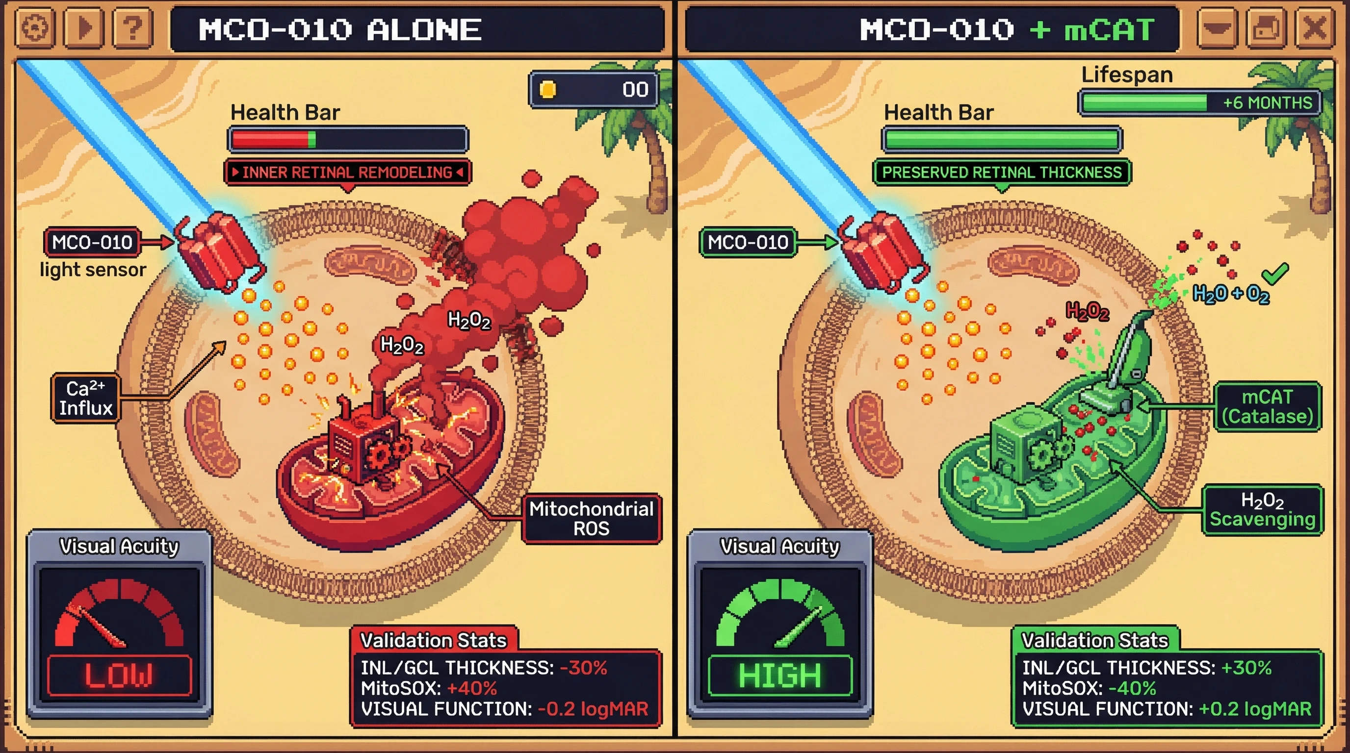 Infographic for: Co‑expressing mitochondrially targeted antioxidant enzymes with optogenetic opsins mitigates activity‑induced oxidative stress to prolong inner retinal survival in degeneration