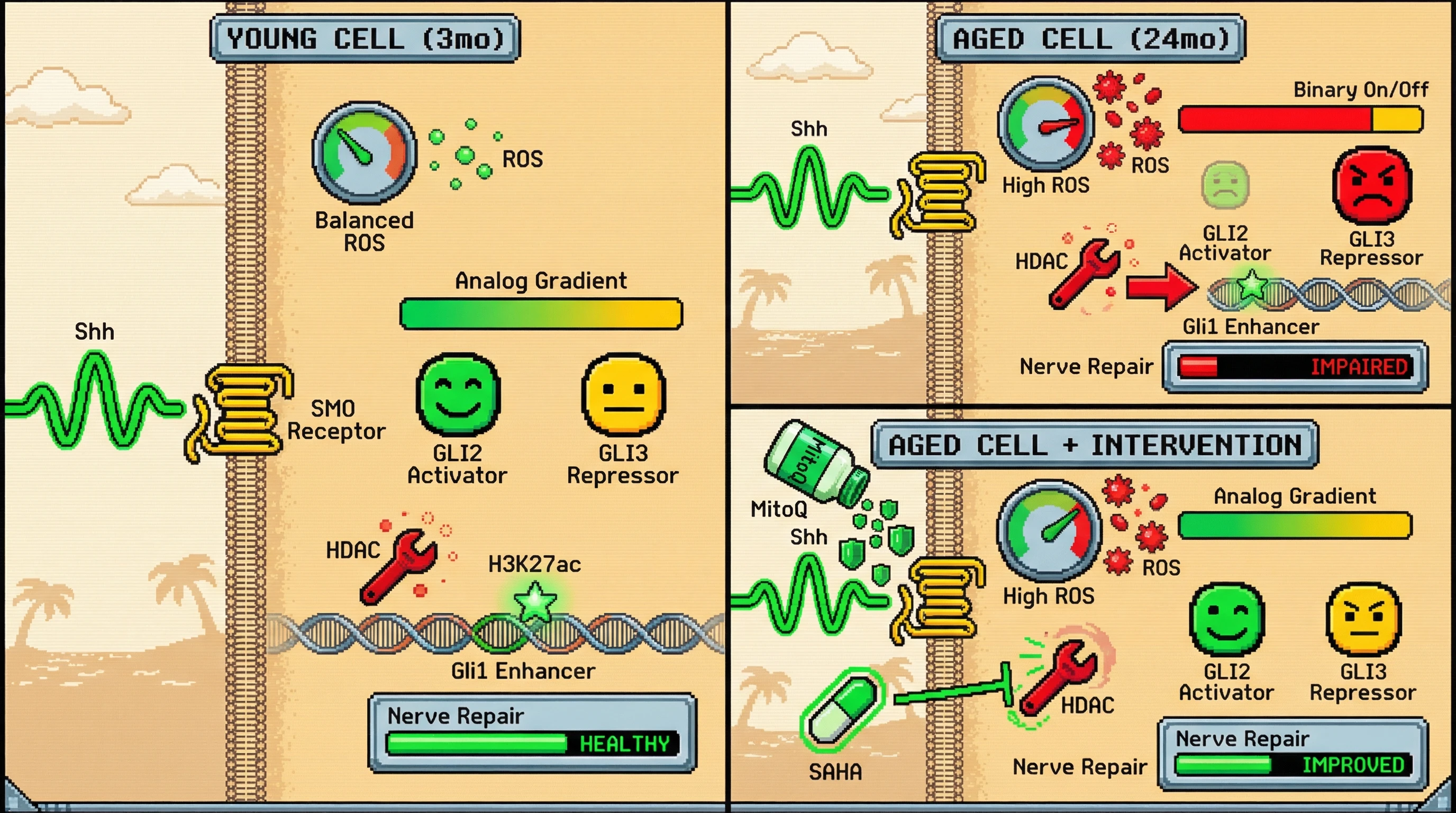 Mechanism: Aging-related ROS accumulation enhances HDAC recruitment to GLI3, stabilizing its repressor form and converting analog Shh signaling into a binary switch. Readout: Readout: Antioxidant or HDAC inhibitor treatment restores proportional GLI activator/repressor gradients and improves nerve repair phenotypes.