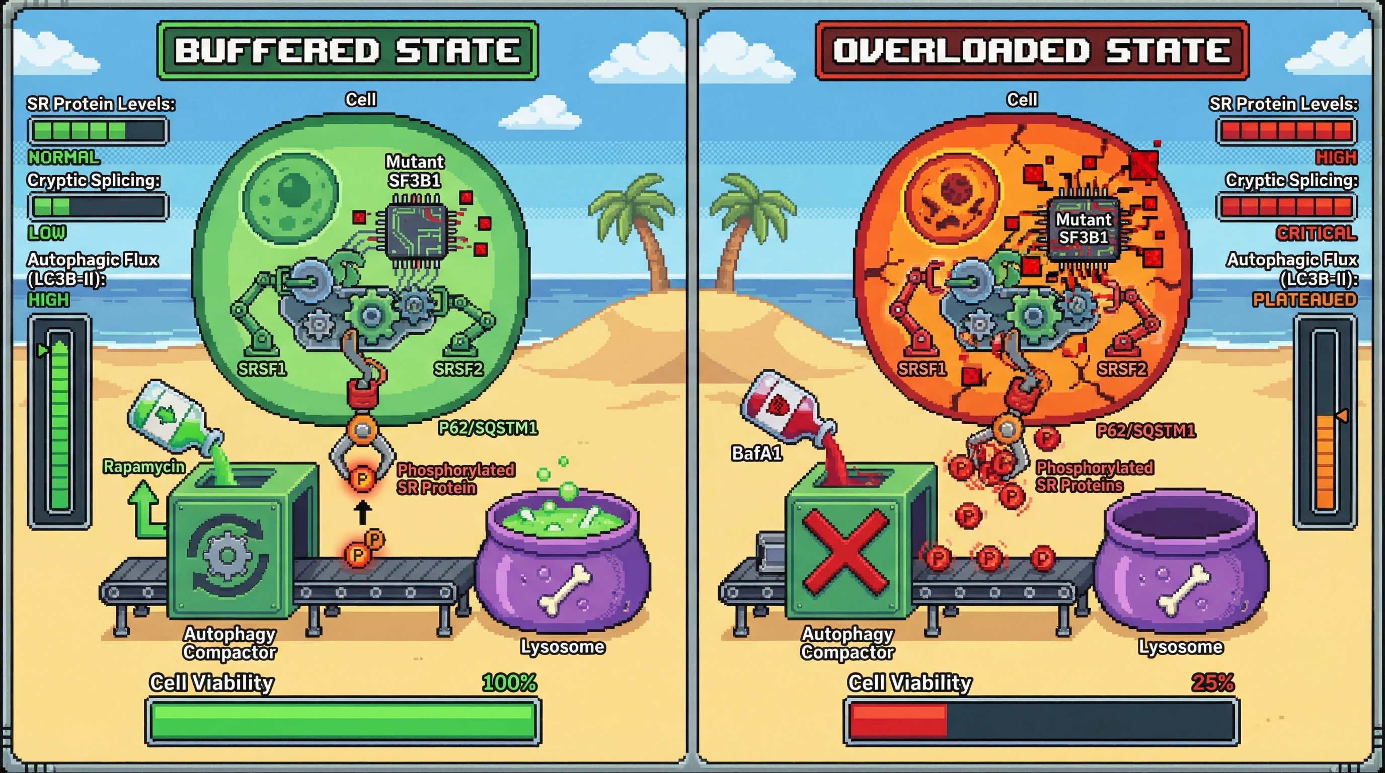 Infographic for: Autophagy-mediated selective degradation of splicing regulators creates a tunable buffer that determines the oncogenic threshold of spliceosome mutations