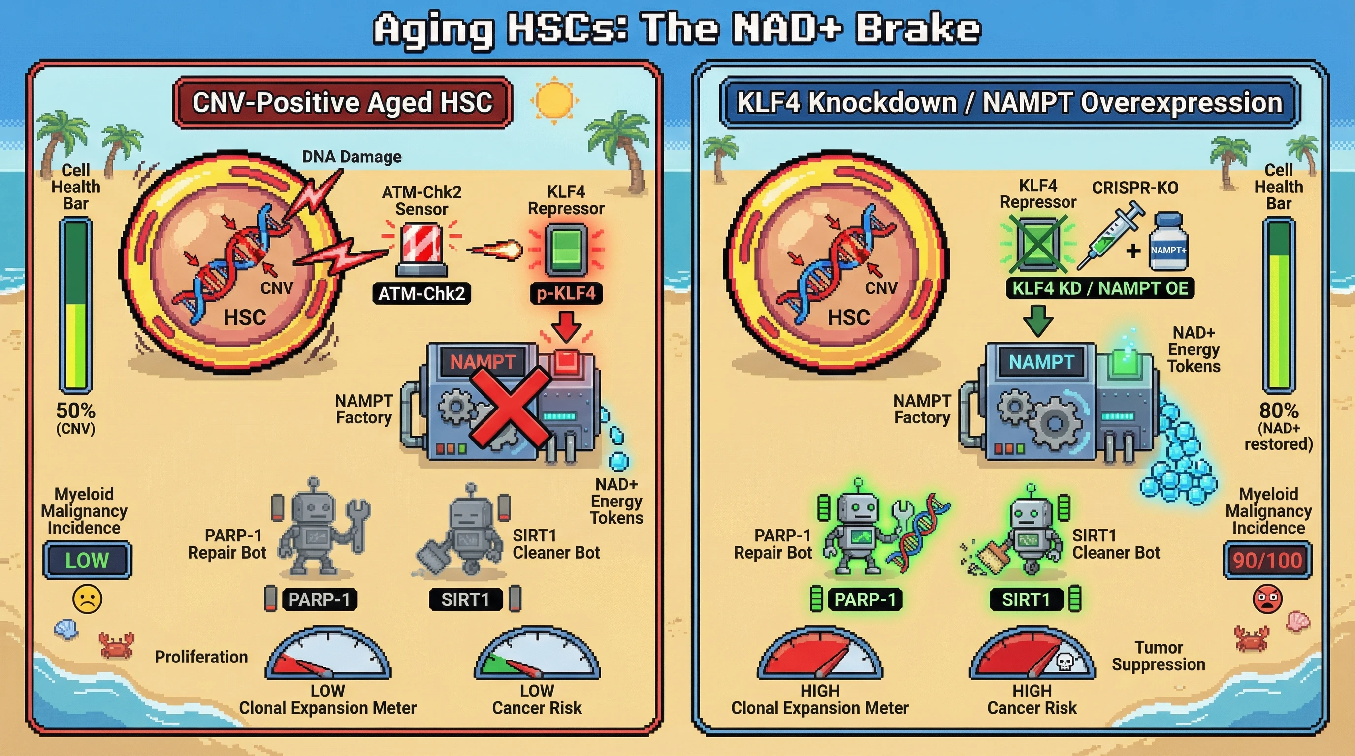 Mechanism: In aging stem cells, DNA damage from CNVs activates ATM-Chk2, stabilizing KLF4 which then suppresses NAMPT and NAD+ production. Readout: Readout: This metabolic brake limits clonal expansion and cancer risk but reduces stem cell regenerative capacity, as shown by altered cell health and malignancy incidence.