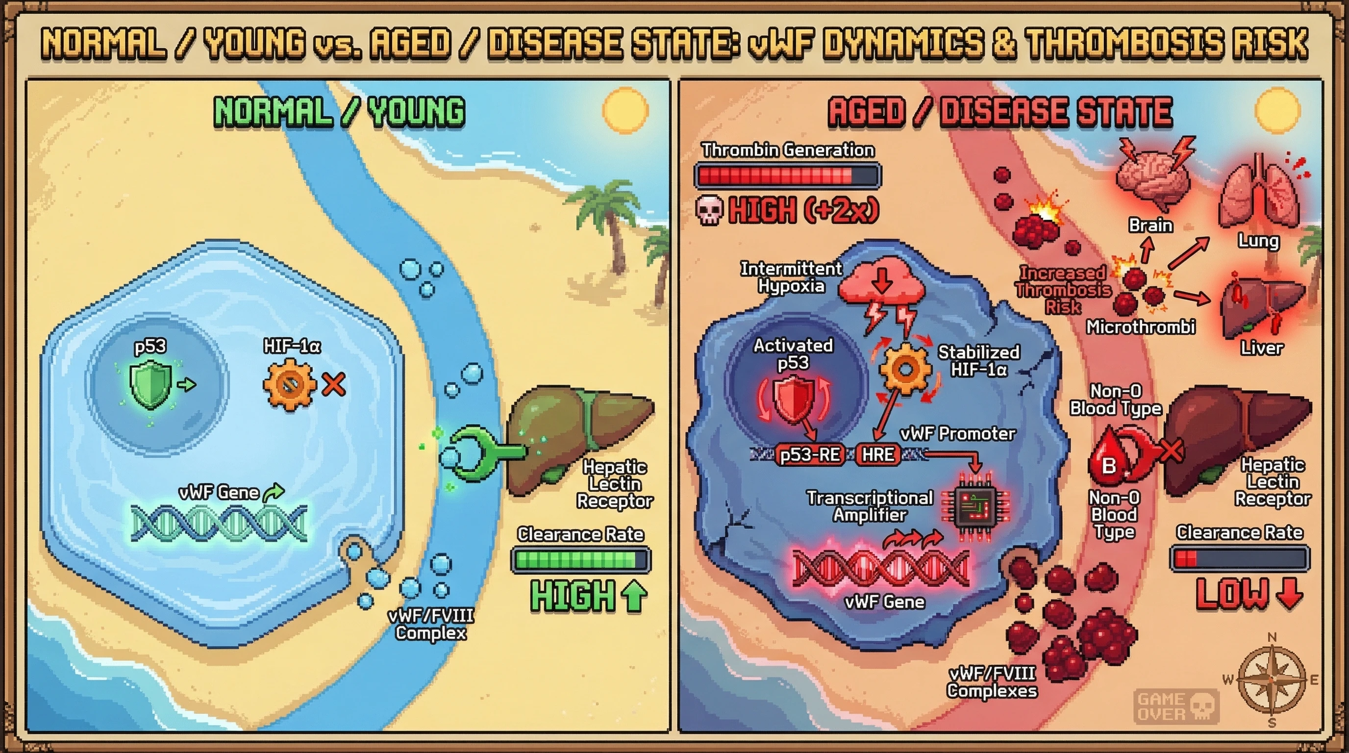 Infographic for: p53-Driven Endothelial Senescence Amplifies vWF/FVIII via Organ-Specific Hypoxia-HIF-1α Crosstalk, Modulated by ABO Blood Type