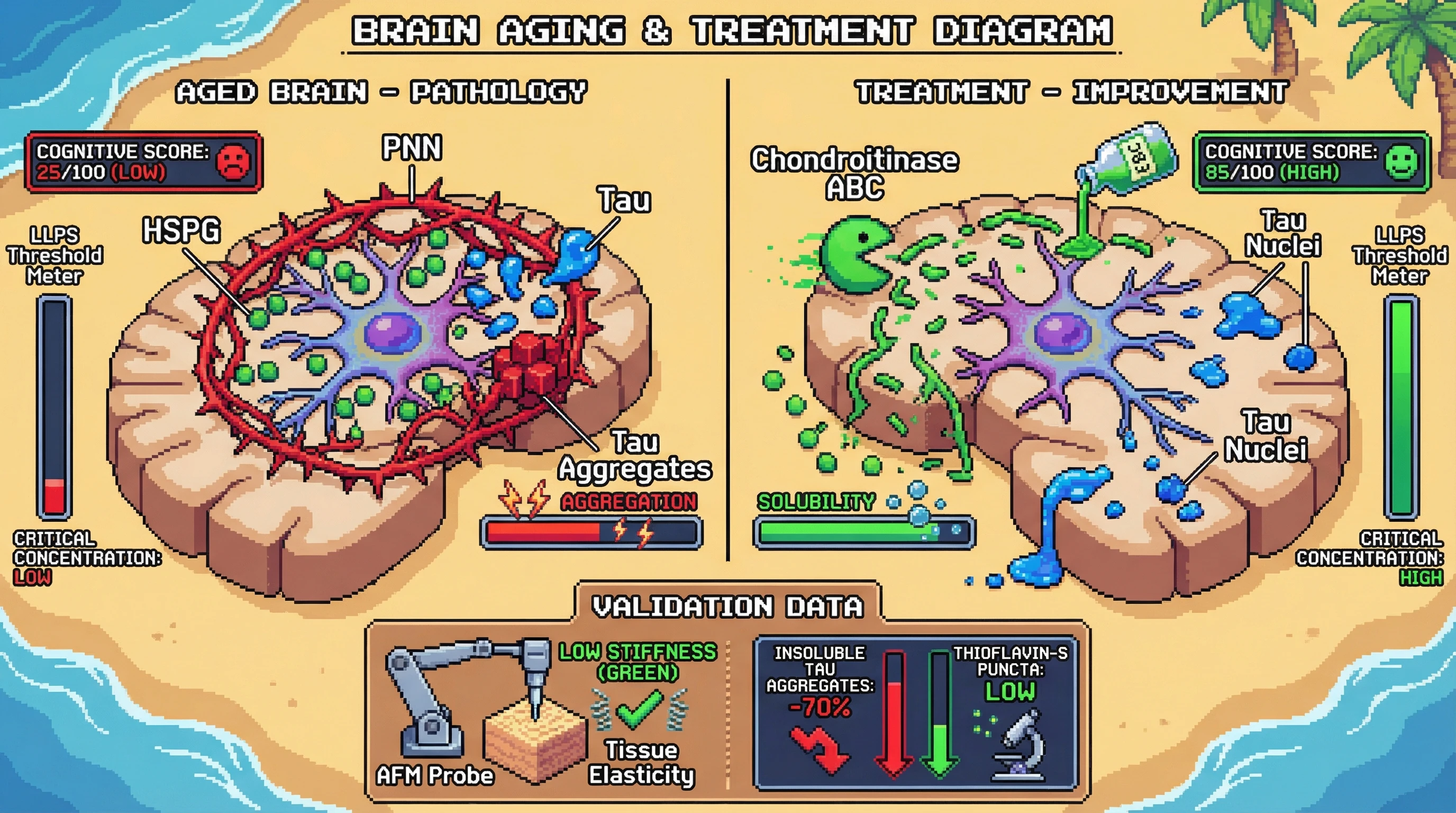 Infographic for: Perineuronal Net Modulation of Tau Phase Separation Links ECM Rigidity to Pathological Solidification in Brain Aging