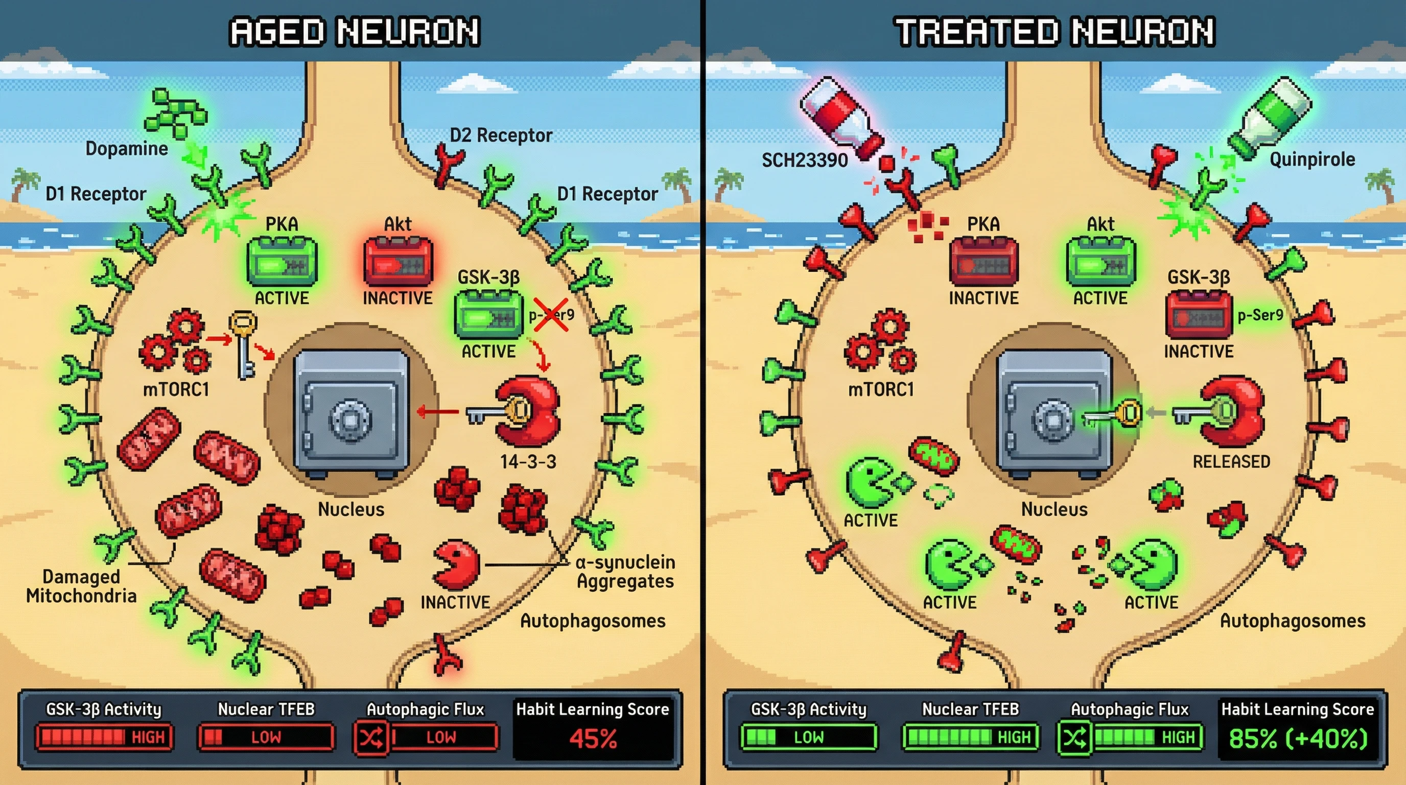 Infographic for: D1 Receptor Dominance Drives Active Autophagy Suppression in the Aging Striatum via GSK-3β‑Mediated TFEB Sequestration