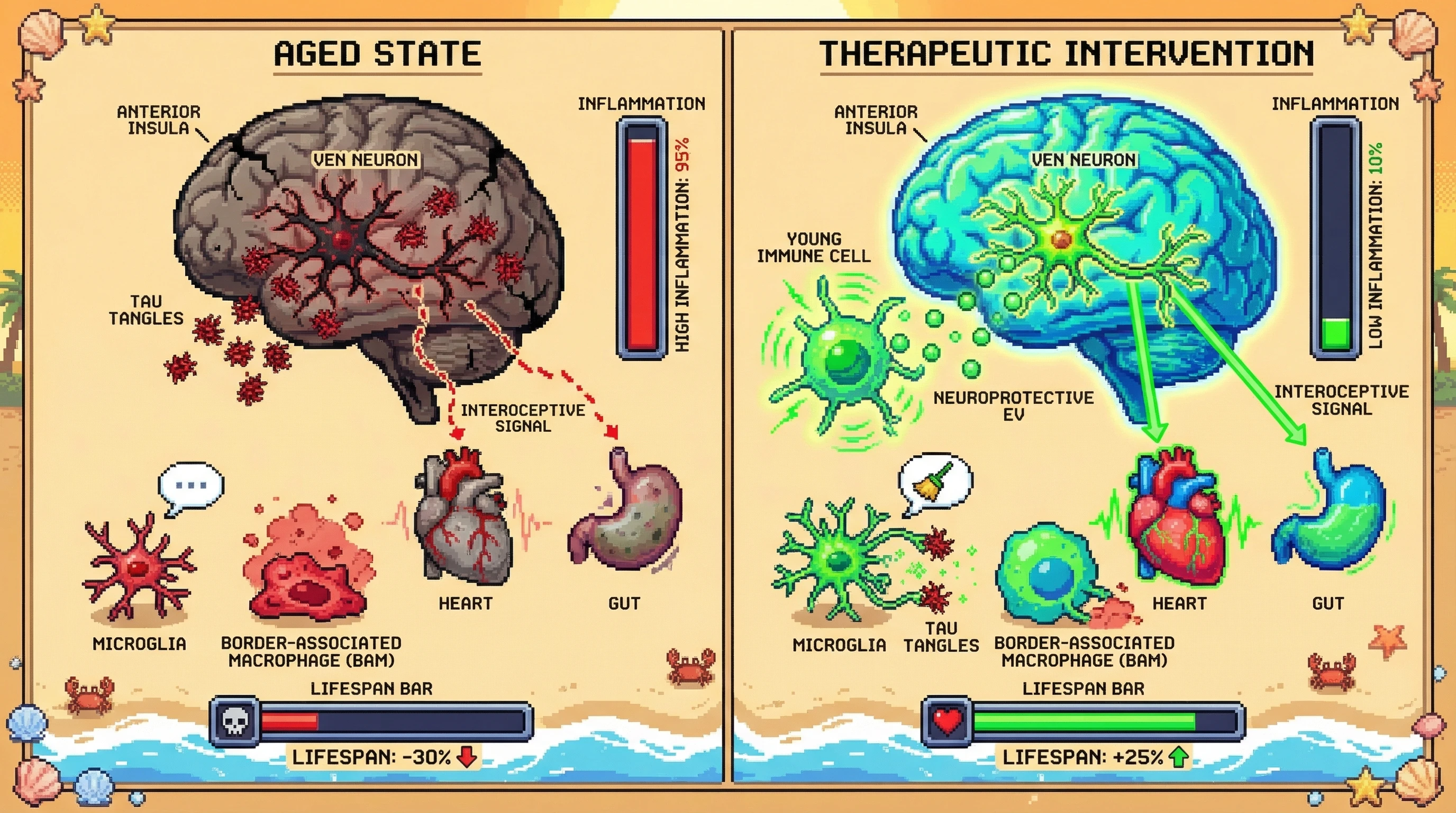 Mechanism: The loss of Ventral Tegmental Area Neurons (VENs) in the anterior insula disrupts interoceptive signaling, leading to systemic inflammation and accelerated aging. Readout: Readout: Young immune cell factors restore VEN function, decreasing inflammation and extending lifespan by 25%.