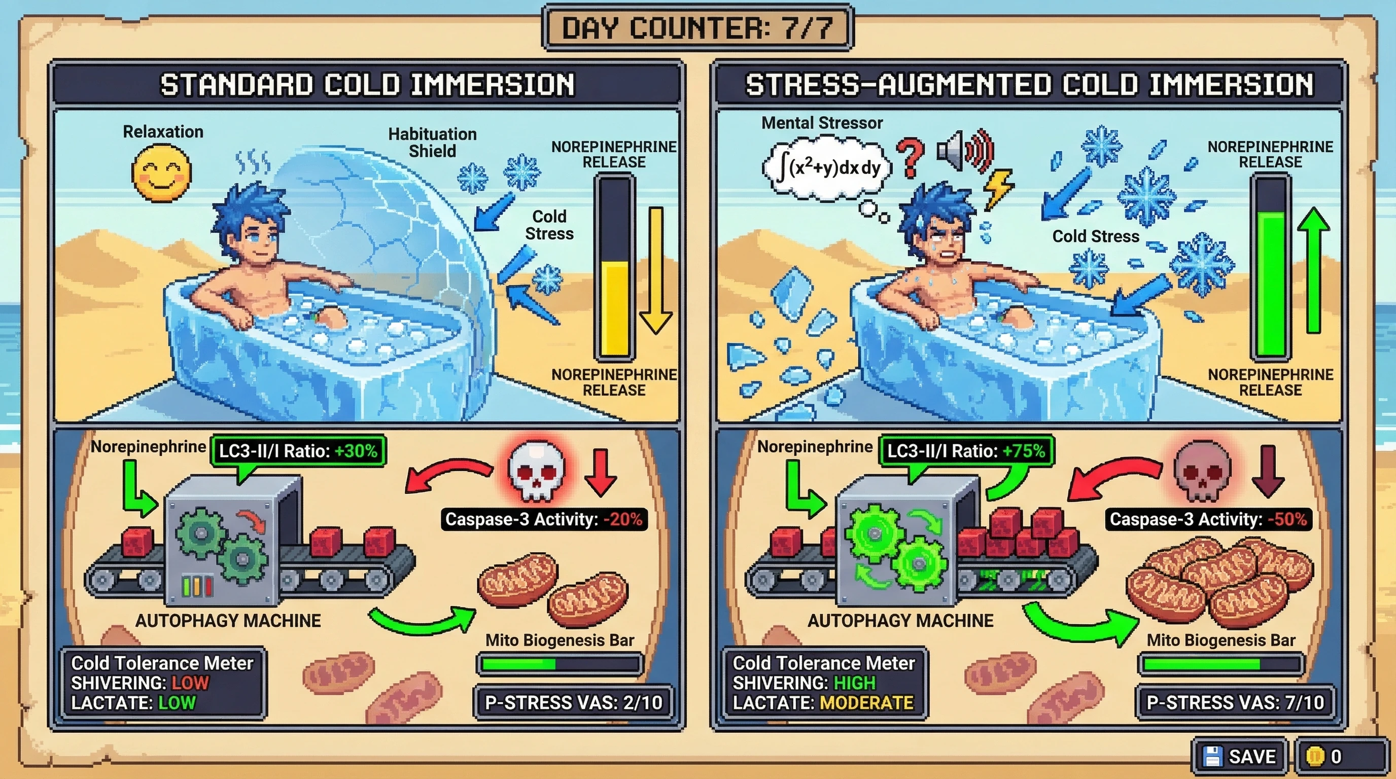 Mechanism: Intentionally maintaining psychological stress during cold exposure prevents habituation, sustaining norepinephrine release and an autophagic-apoptotic shift. Readout: Readout: This leads to significantly higher LC3-II/I ratios and lower caspase-3 activity, alongside greater mitochondrial biogenesis (PGC-1α) by Day 7.