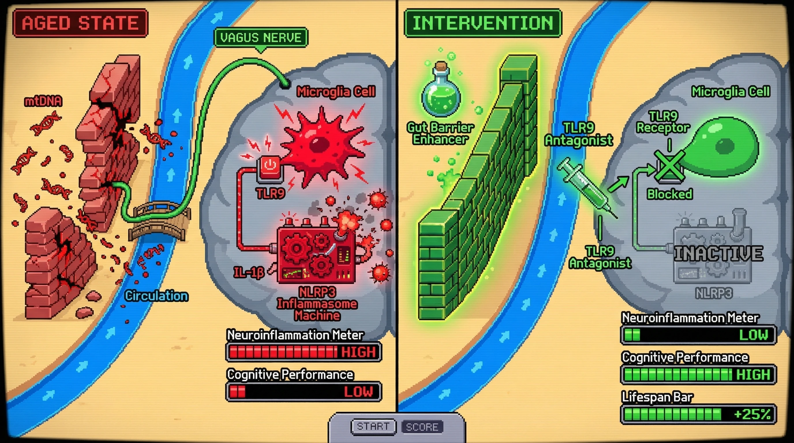 Infographic for: Bottom‑up gut‑derived mitochondrial DNA sets the brain’s inflammaging baseline via vagal‑TLR9 signaling