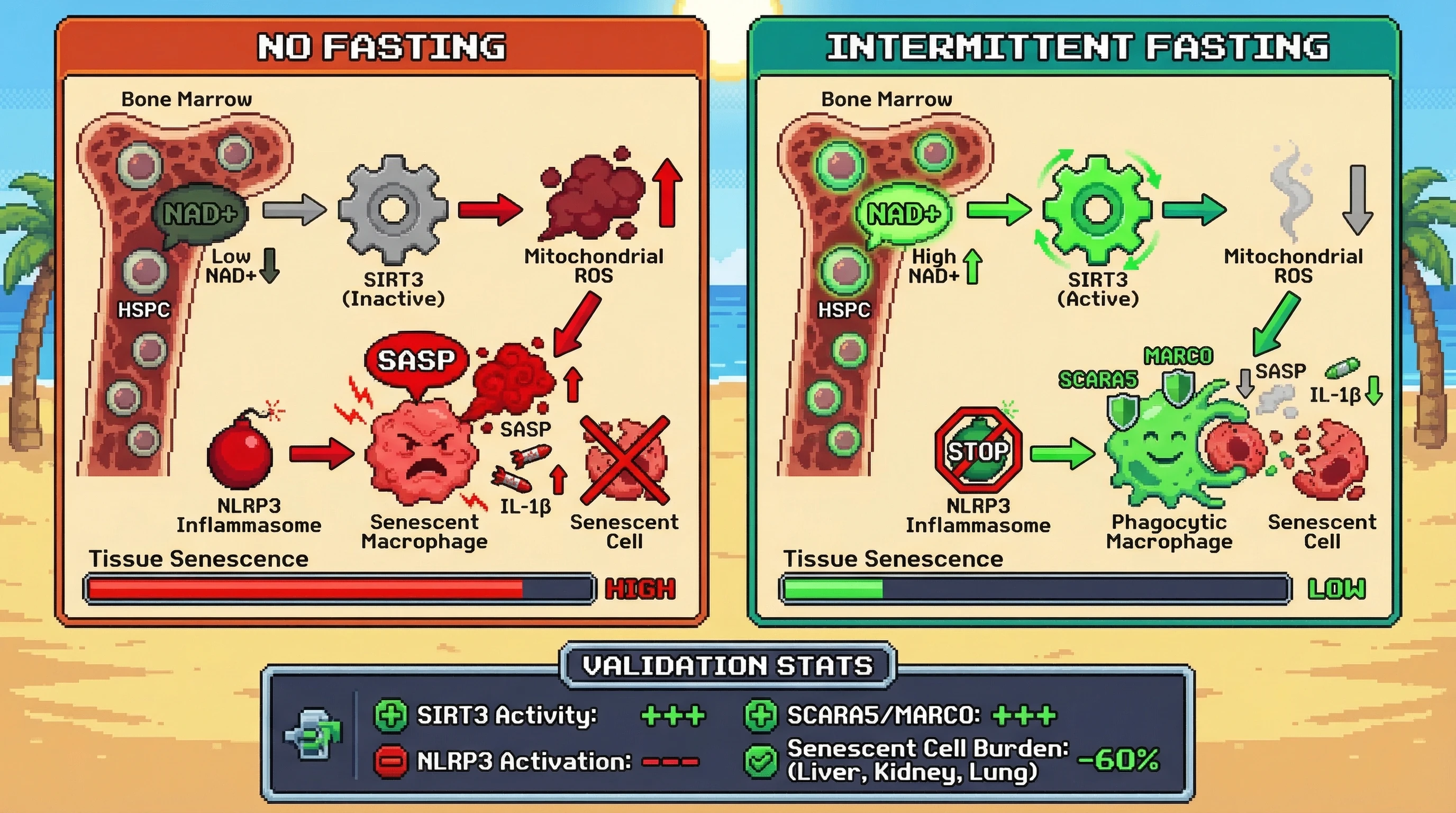 Infographic for: Intermittent fasting rejuvenates myeloid progenitors via SIRT3‑mediated mitochondrial reprogramming, converting senescent immune cells from SASP producers to senescent‑cell phagocytes