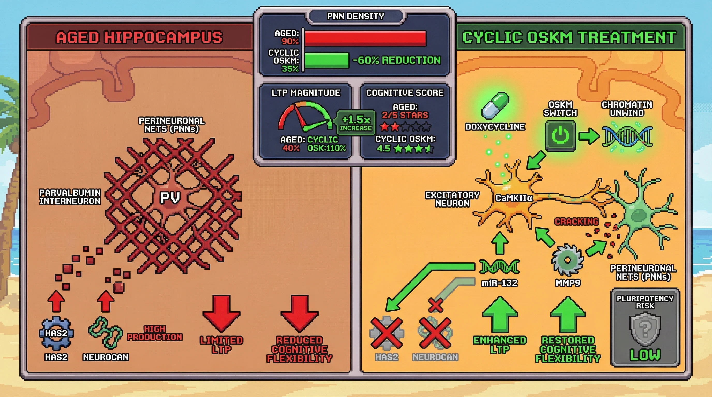 Infographic for: CyclicYamanaka Factor Expression Reduces Perineuronal Nets to Restore Hippocampal Plasticity in Aging