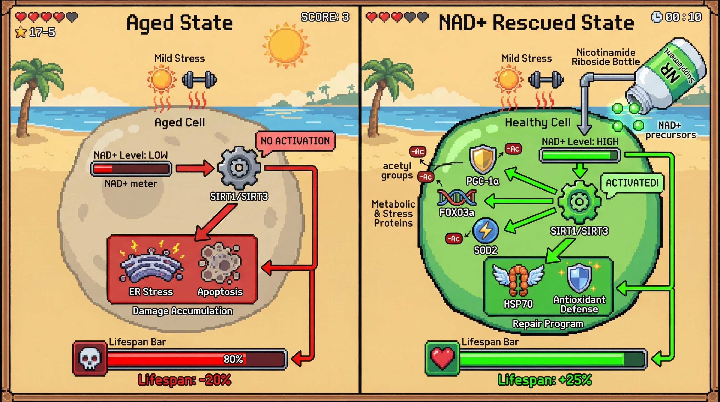 Mechanism: Declining NAD+ in aged cells prevents sirtuin activation by mild stress, leading to cellular damage. Readout: Readout: NAD+ precursors restore sirtuin activity, enabling stress-induced repair programs and increasing lifespan by 25%.