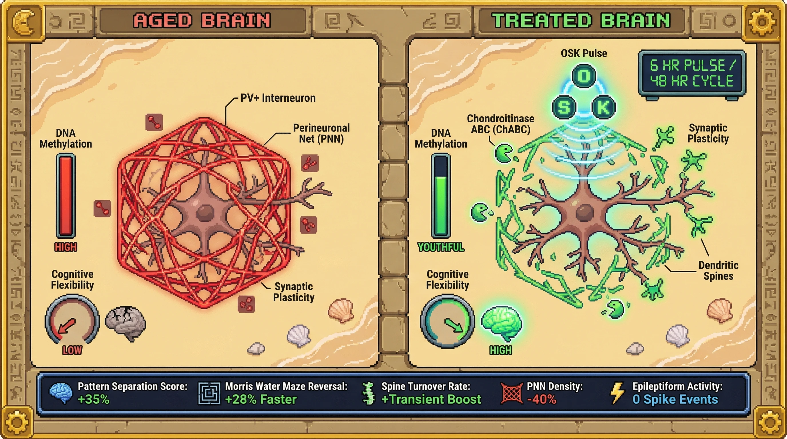 Infographic for: Pulsed OSK reprogramming combined with targeted perineuronal net remodeling restores adaptive plasticity in the aged hippocampus