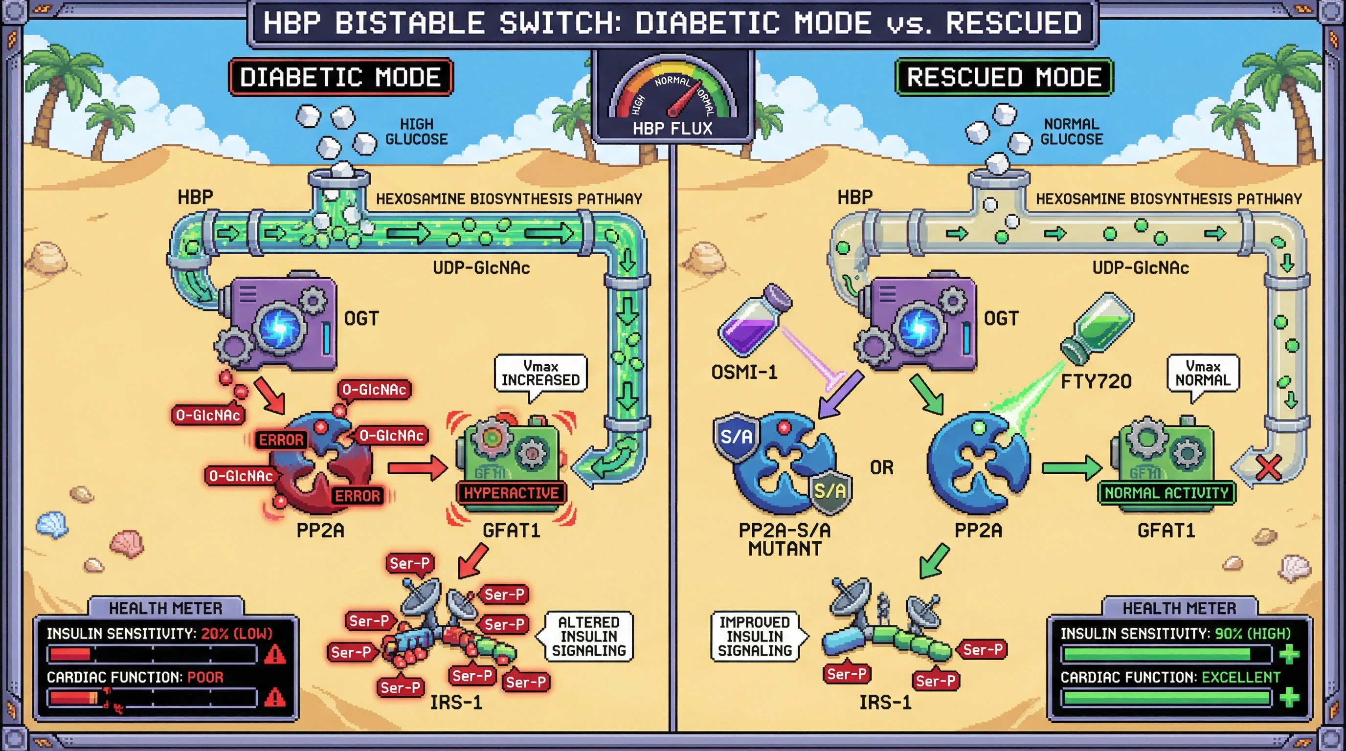 Mechanism: Chronic HBP flux leads to O-GlcNAcylation and inhibition of PP2A, creating a positive feedback loop that hyperactivates GFAT1 and impairs insulin signaling. Readout: Readout: Rescuing PP2A activity or inhibiting OGT restores normal HBP flux, improves insulin sensitivity, and enhances cardiac function.