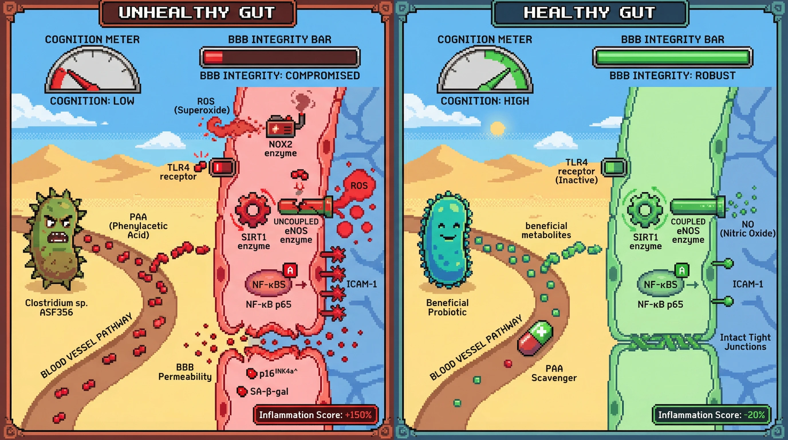 Infographic for: Gut-derived phenylacetic acid drives cerebrovascular endothelial senescence via TLR4/SIRT1-mediated eNOS uncoupling, linking microbiome health to brain vascular aging and cognition