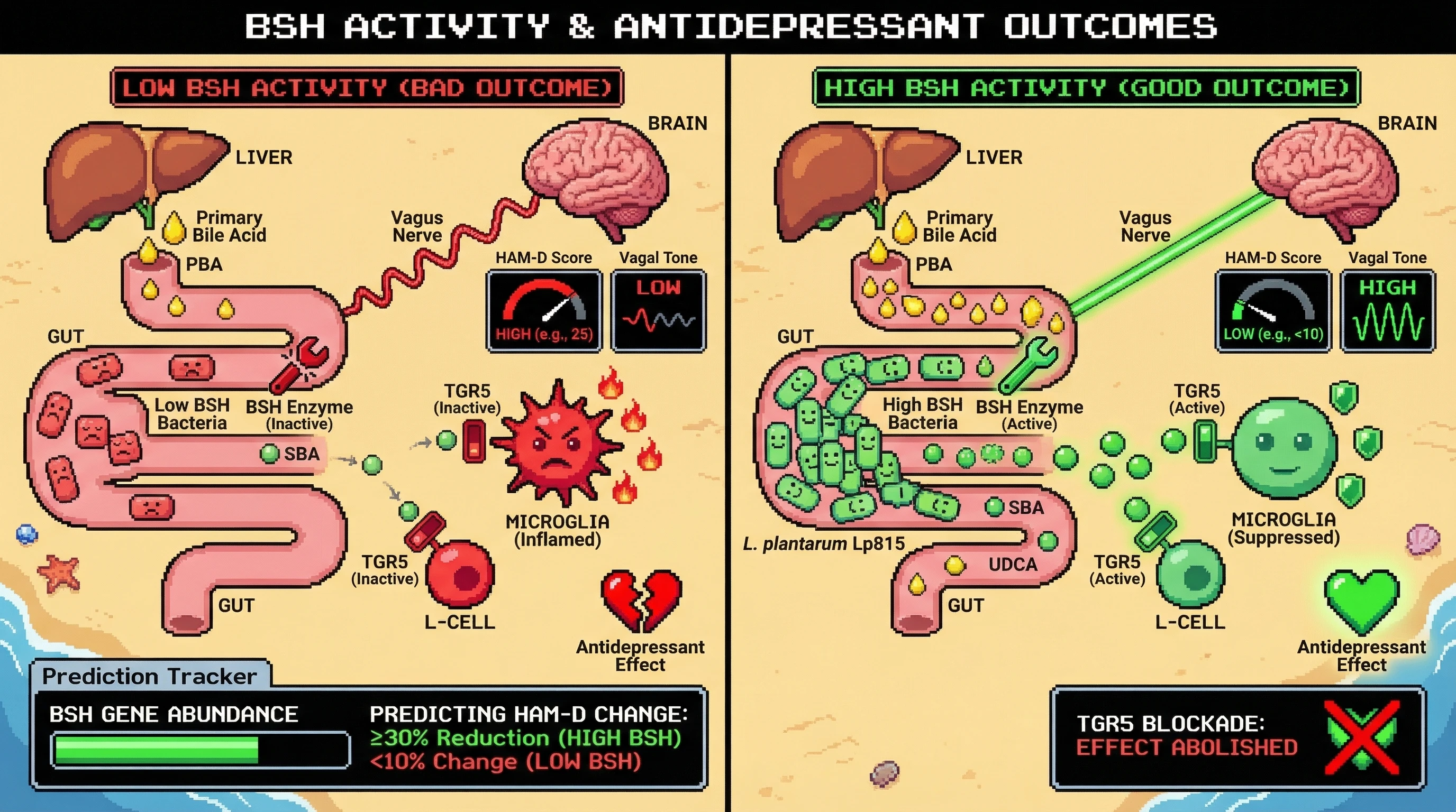 Infographic for: Microbial bile‑acid remodeling as a predictive modulator of vagus‑dependent antidepressant response