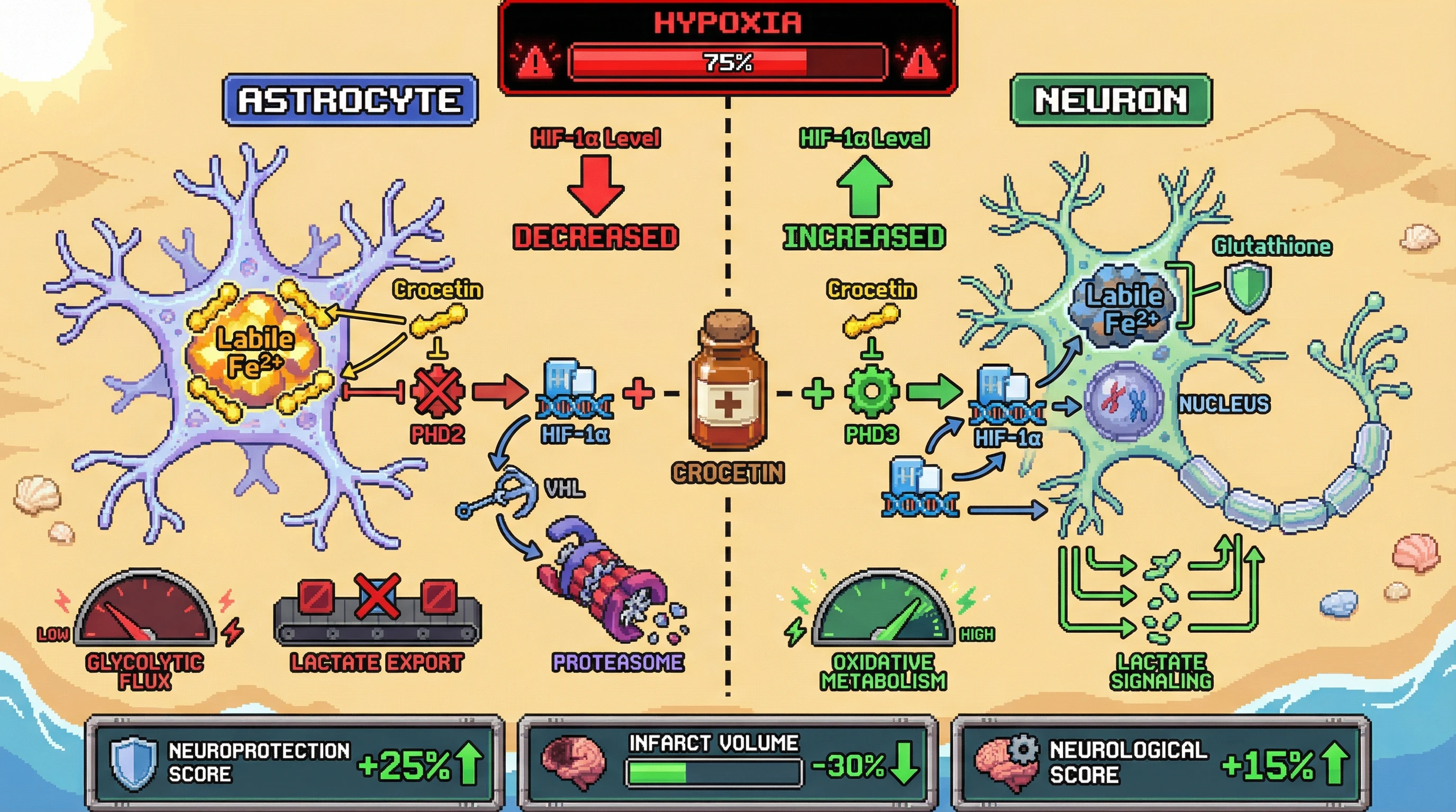 Mechanism: Crocetin differentially modulates HIF-1α based on cell type and iron pools, decreasing it in astrocytes (via PHD2/VHL) and increasing it in neurons (via PHD3). Readout: Readout: This bistable response leads to reduced astrocytic lactate export and increased neuronal oxidative metabolism, resulting in a +25% neuroprotection score and -30% infarct volume in aged murine models.