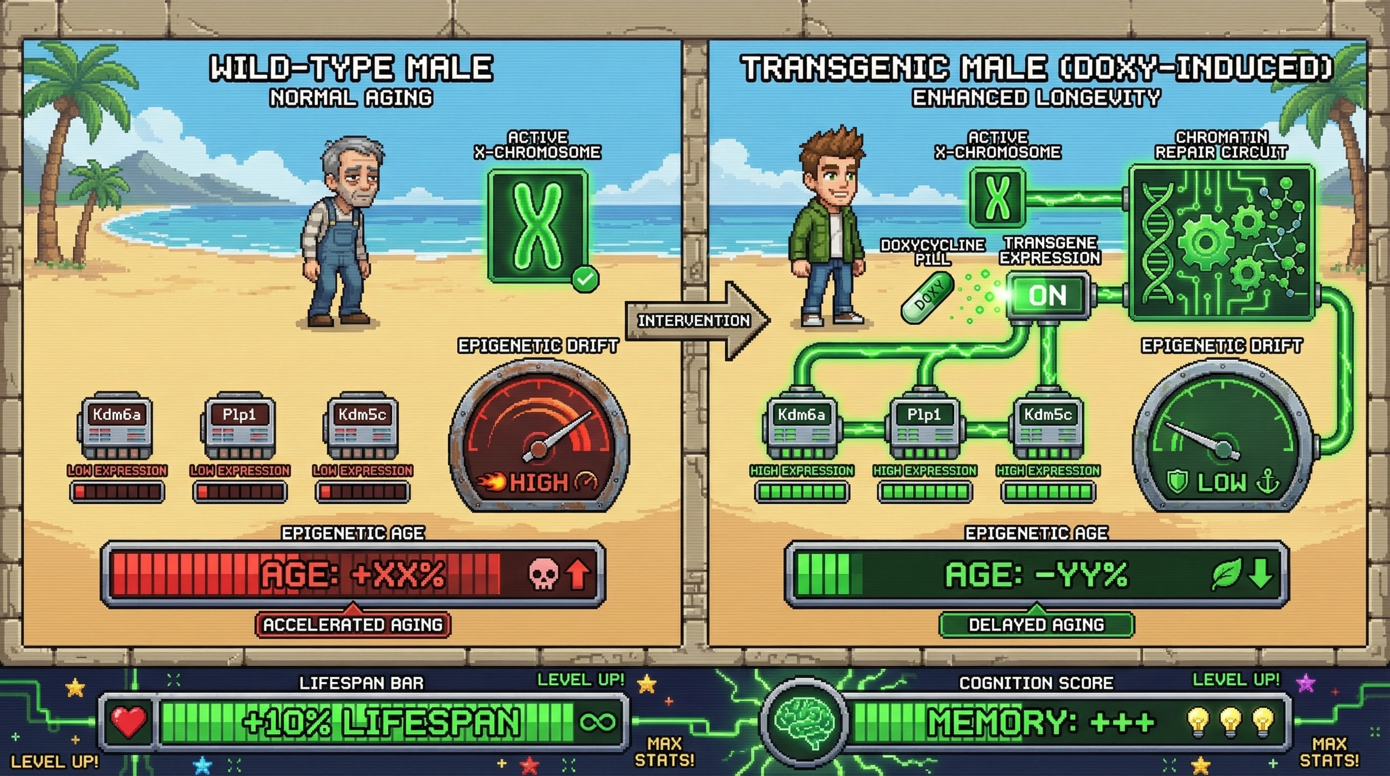 Infographic for: Hypothesis: Boosting X-linked escapee gene dosage rescues epigenetic aging in male mammals